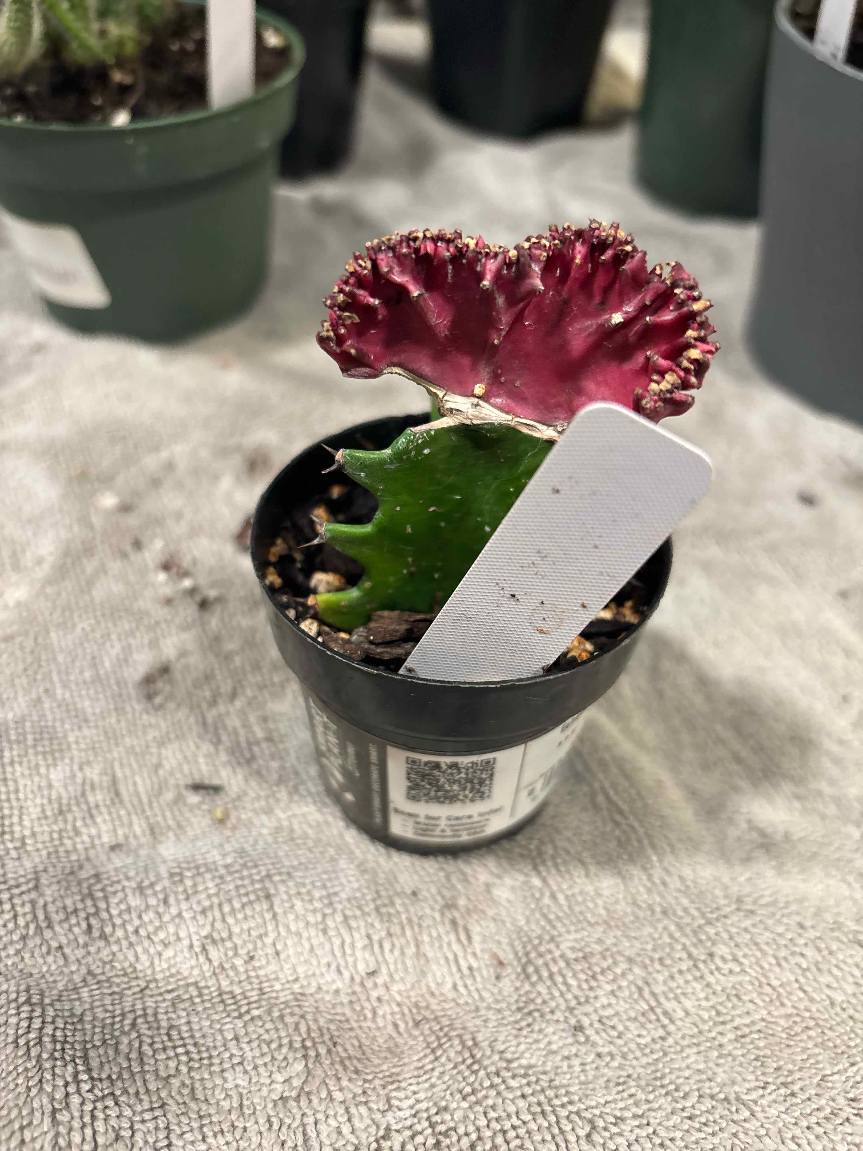 Photo of the plant species Coral Cactus by @MainerMama17 named Planty on Greg, the plant care app