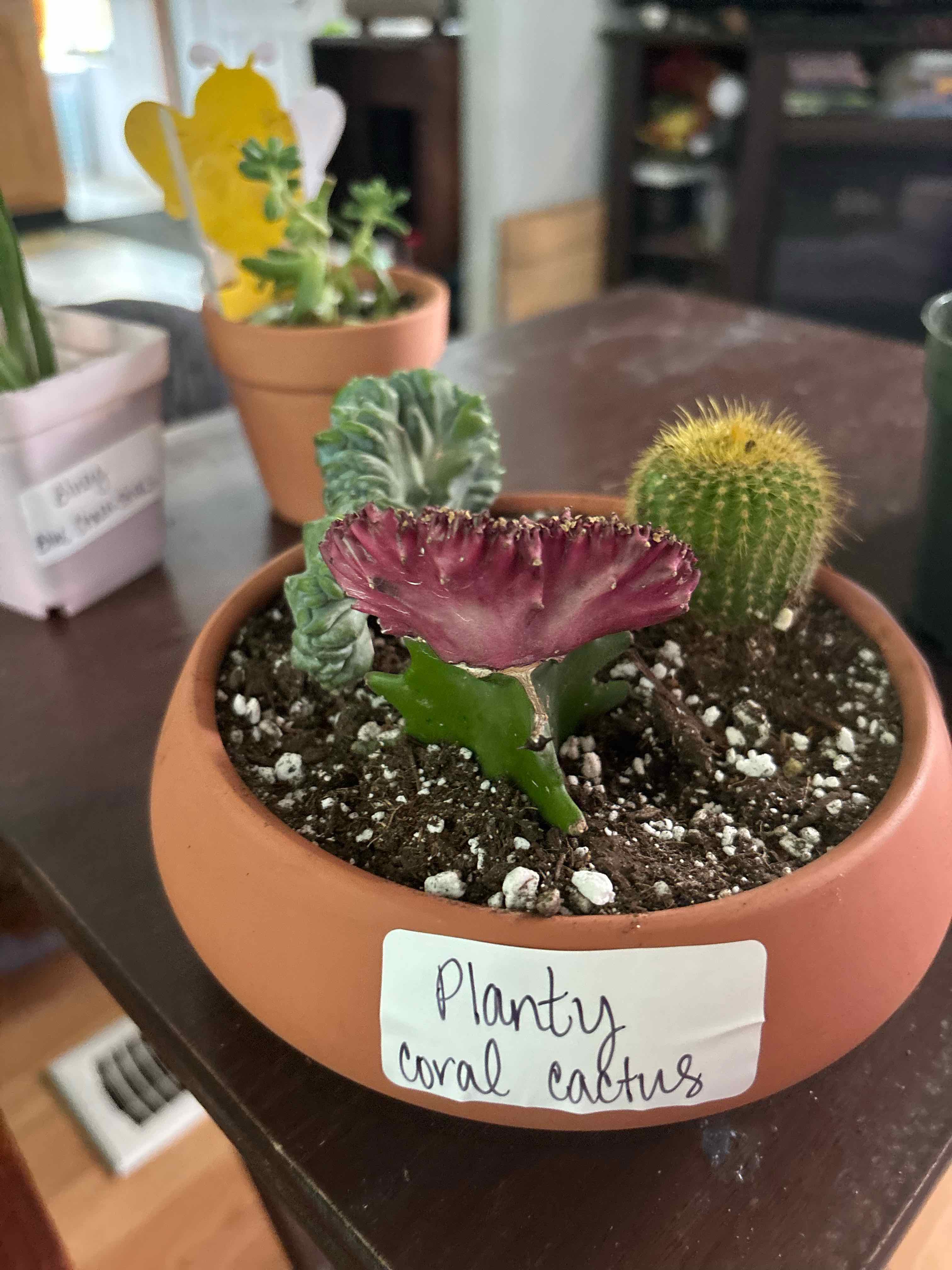 Photo of the plant species Coral Cactus by @MainerMama17 named Planty on Greg, the plant care app