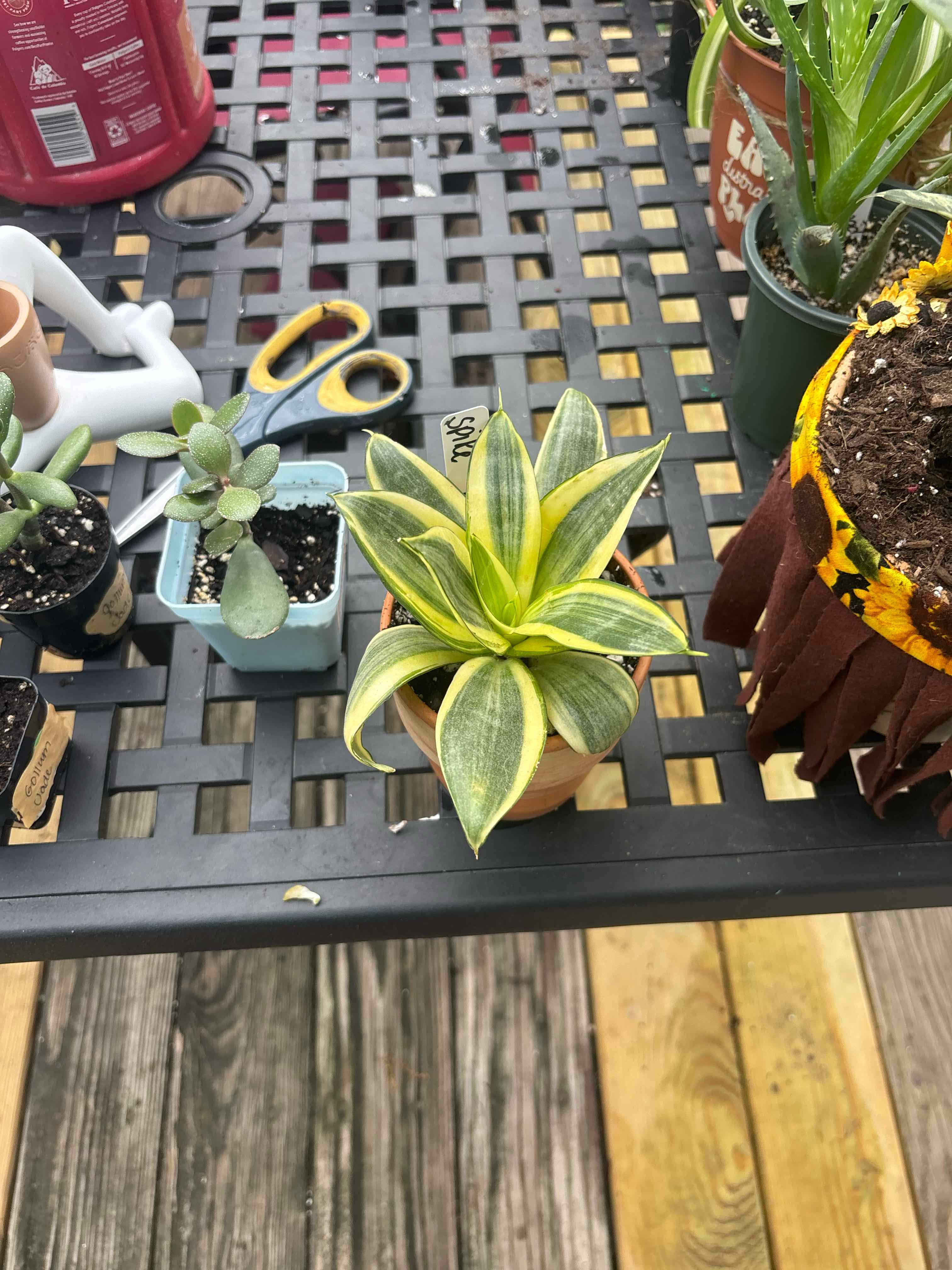 Photo of the plant species Golden Hahnii Snake Plant by @MainerMama17 named Spike Leaves on Greg, the plant care app