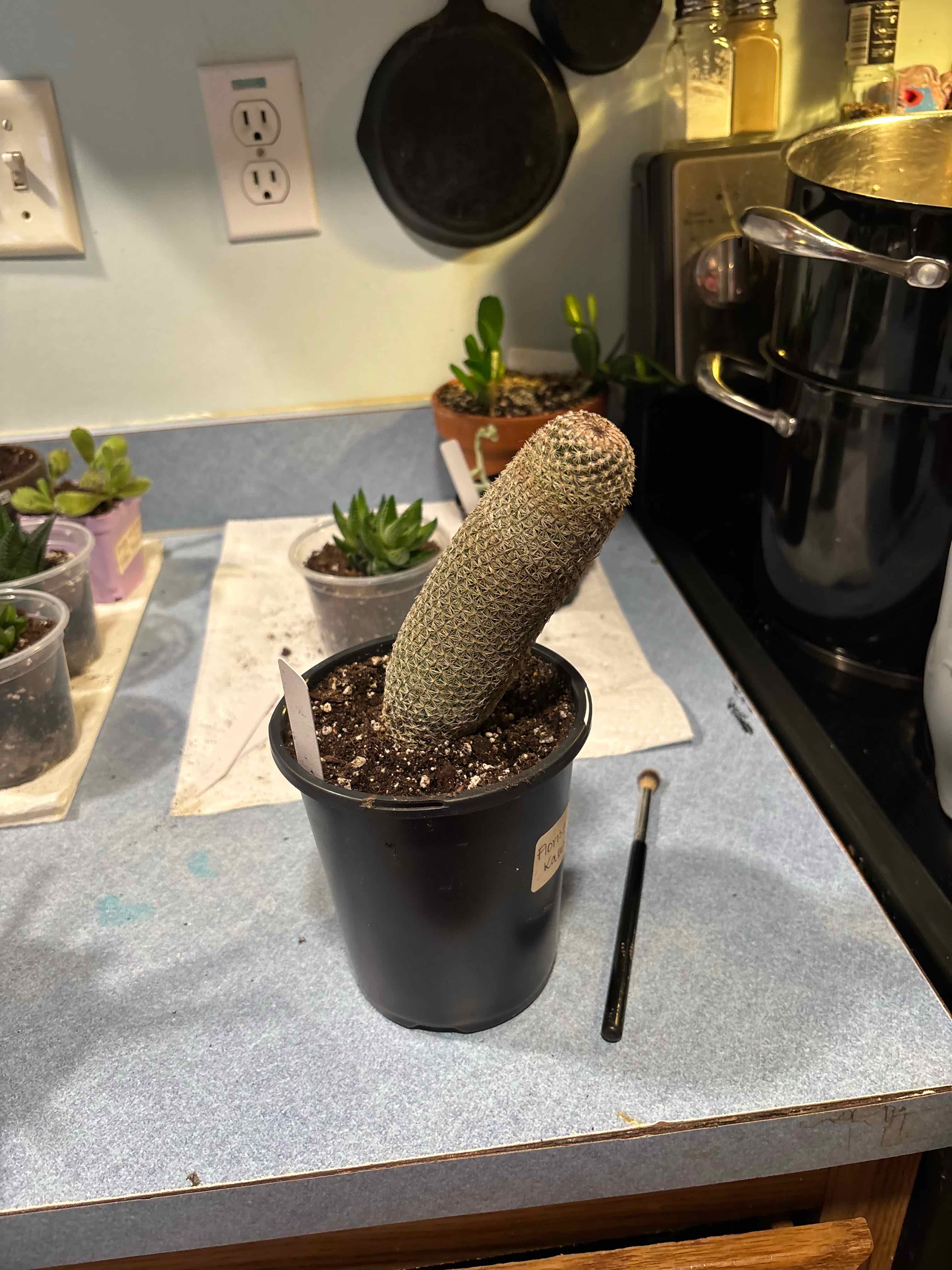 Photo of the plant species Wave Cactus by @MainerMama17 named Chester on Greg, the plant care app