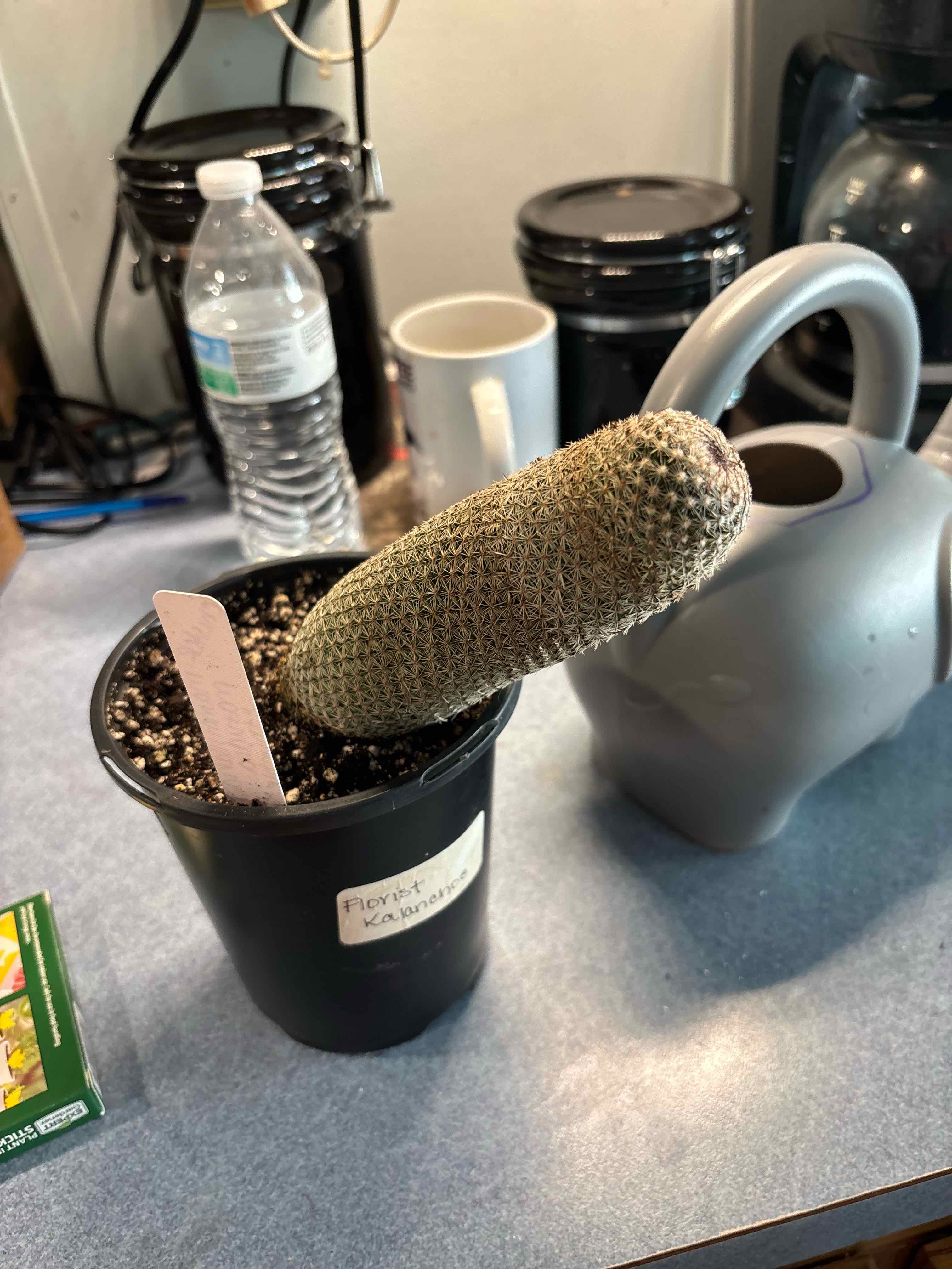 Photo of the plant species Wave Cactus by @MainerMama17 named Chester on Greg, the plant care app