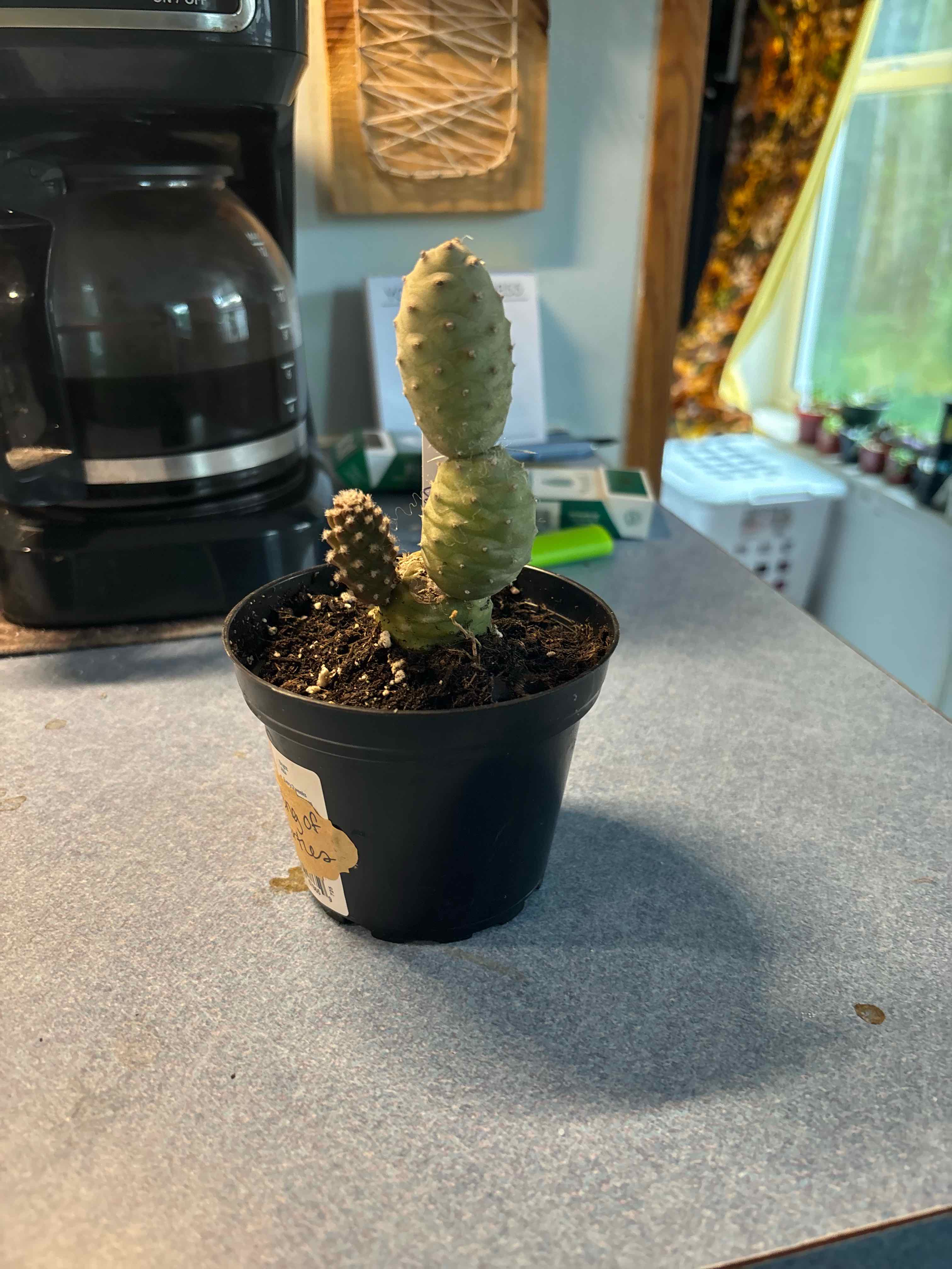 Photo of the plant species Pine Cone Cactus by @MainerMama17 named Scarlett on Greg, the plant care app