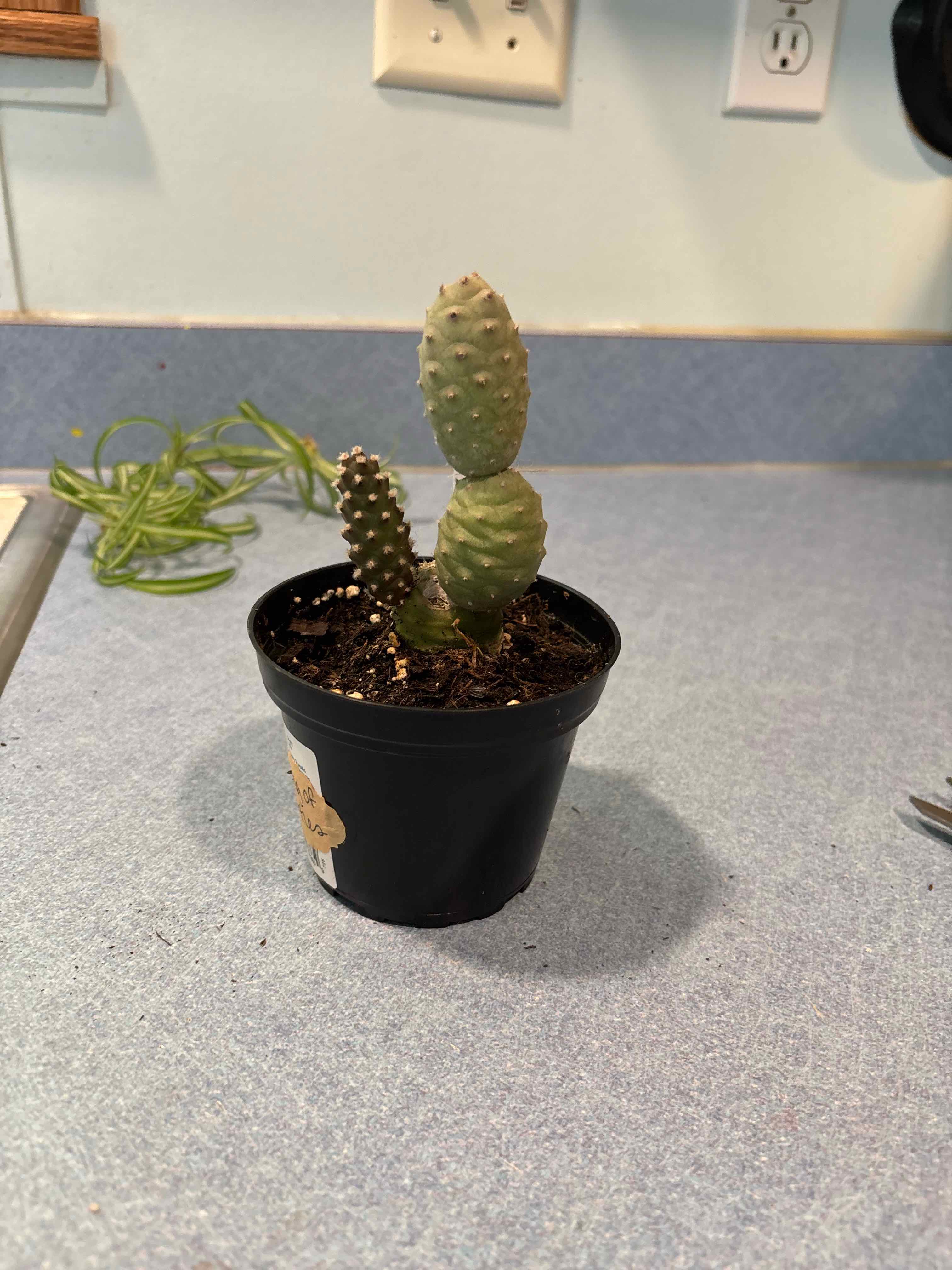 Photo of the plant species Pine Cone Cactus by @MainerMama17 named Pokey on Greg, the plant care app
