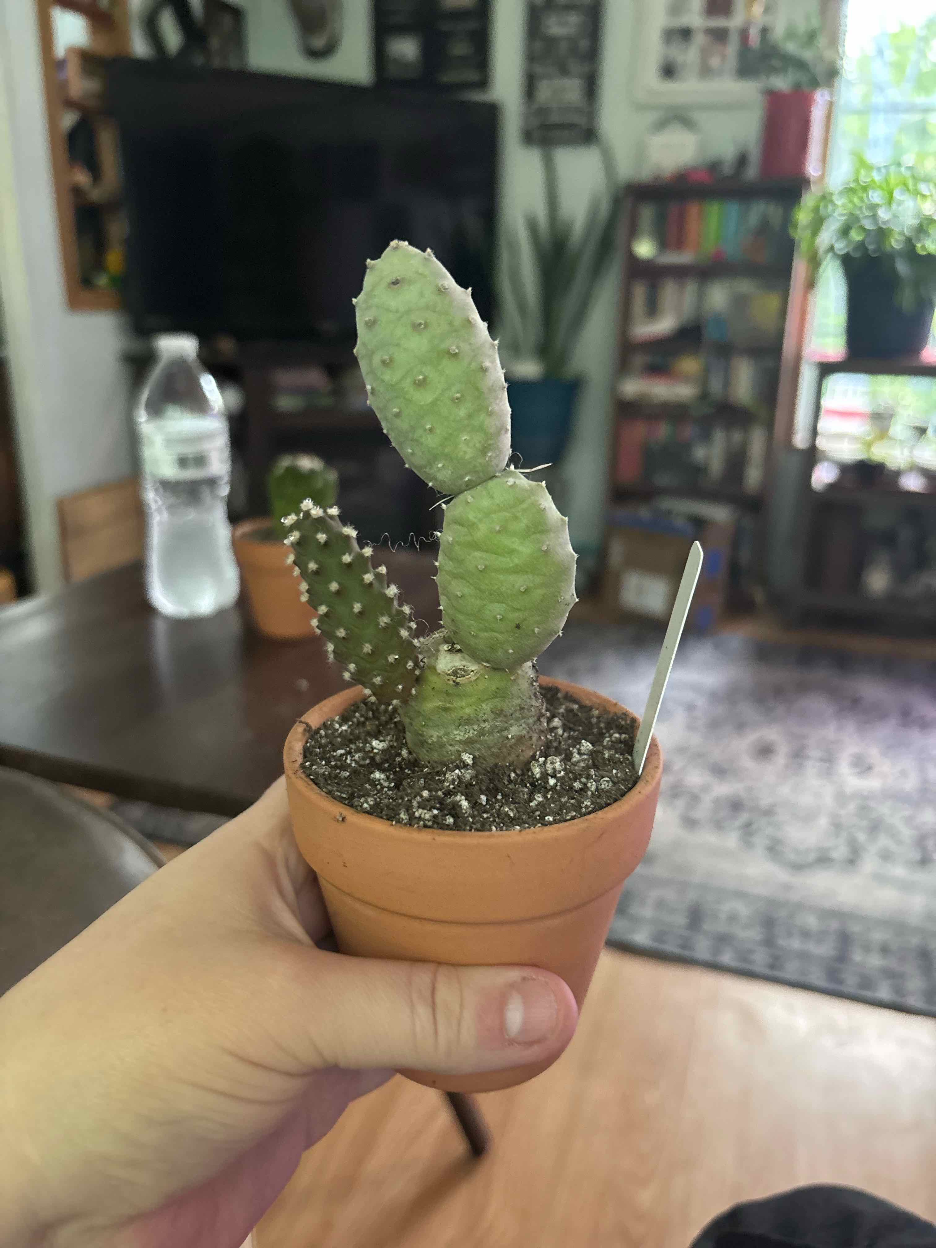 Photo of the plant species Pine Cone Cactus by @MainerMama17 named Pip on Greg, the plant care app