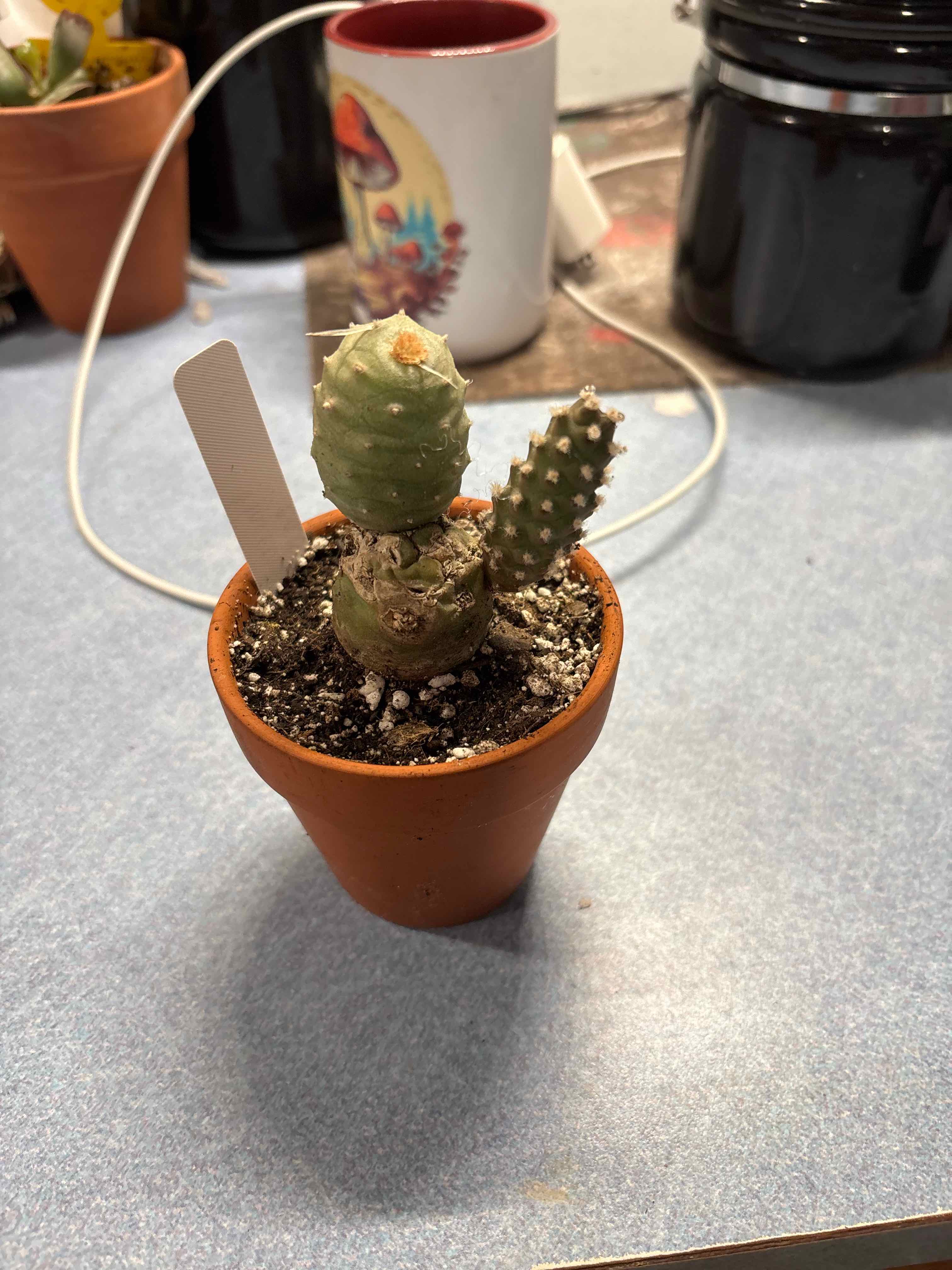 Photo of the plant species Pine Cone Cactus by @MainerMama17 named Pip on Greg, the plant care app