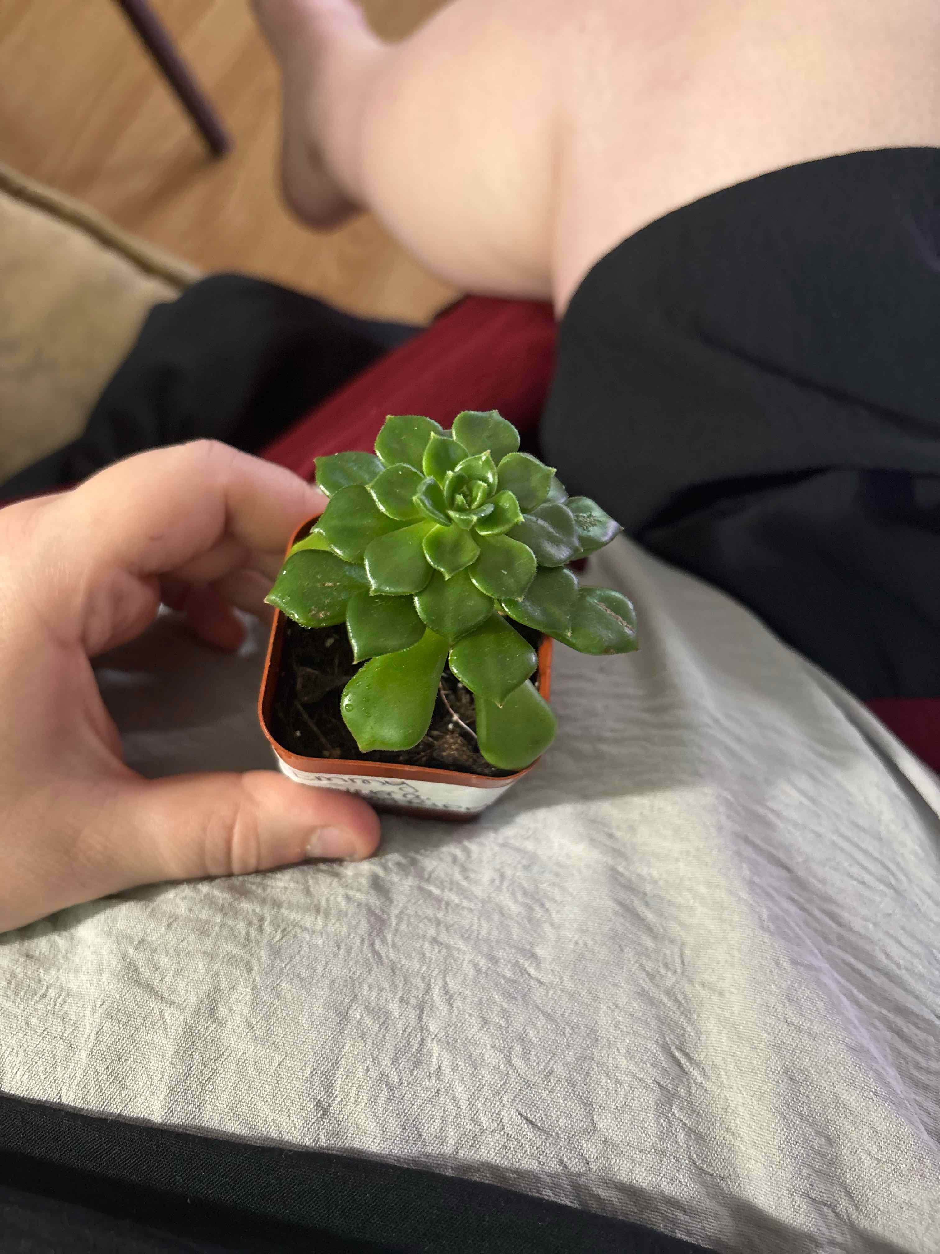 Photo of the plant species Echeveria Ron Evans by @MainerMama17 named Gemini on Greg, the plant care app