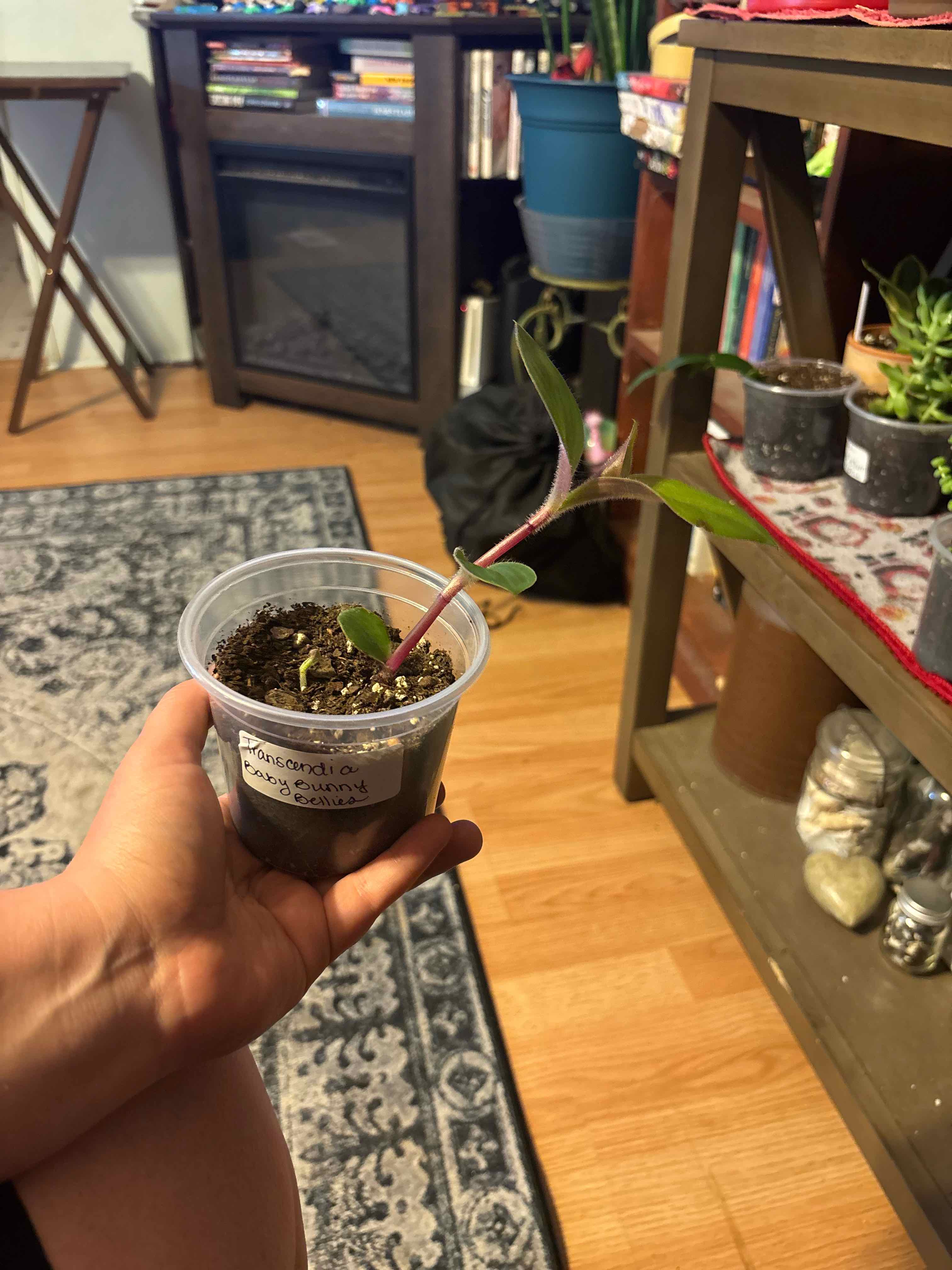 Photo of the plant species Baby Bunny Belly by @MainerMama17 named Sugaree on Greg, the plant care app