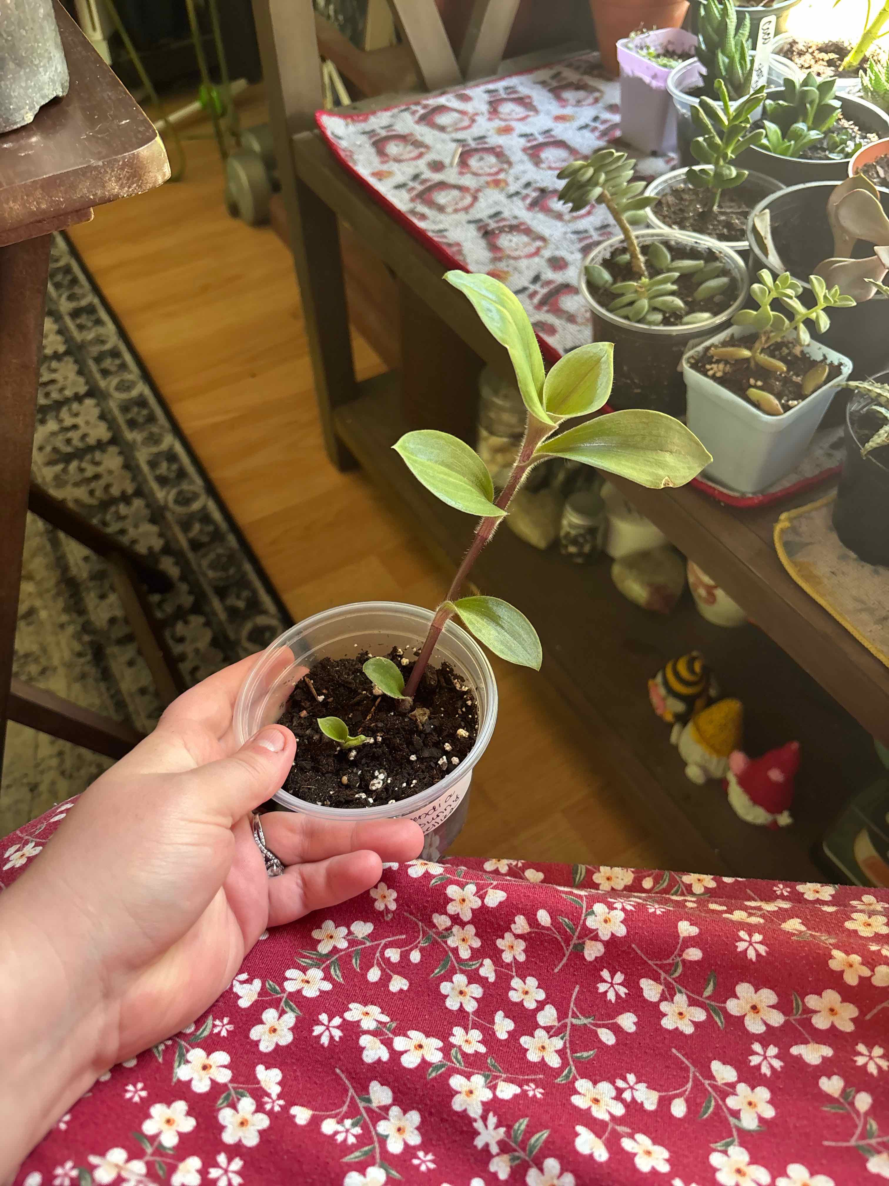 Photo of the plant species Baby Bunny Belly by @MainerMama17 named Sugaree on Greg, the plant care app