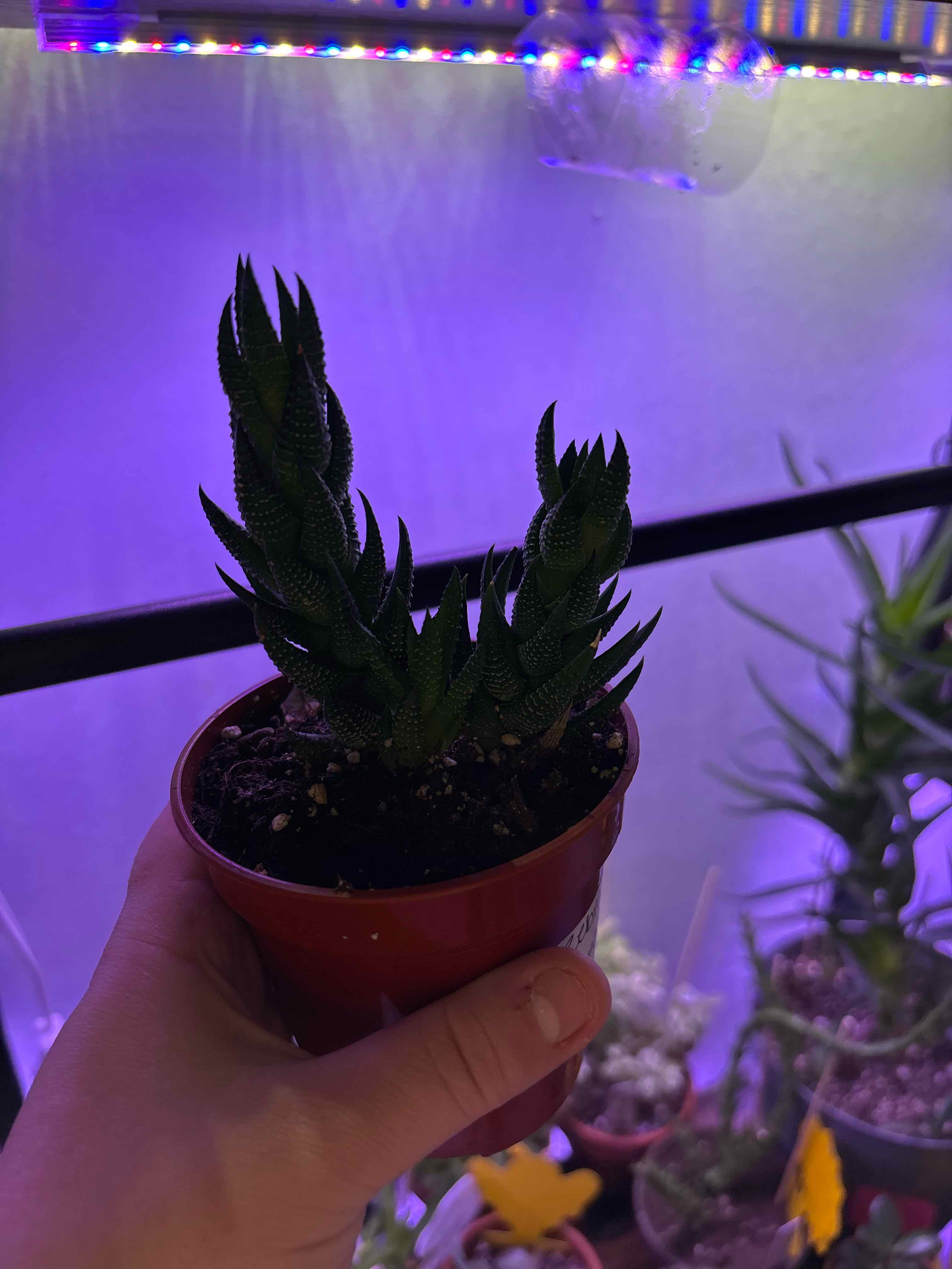 Photo of the plant species Zebra Wart by @MainerMama17 named Cuddy on Greg, the plant care app