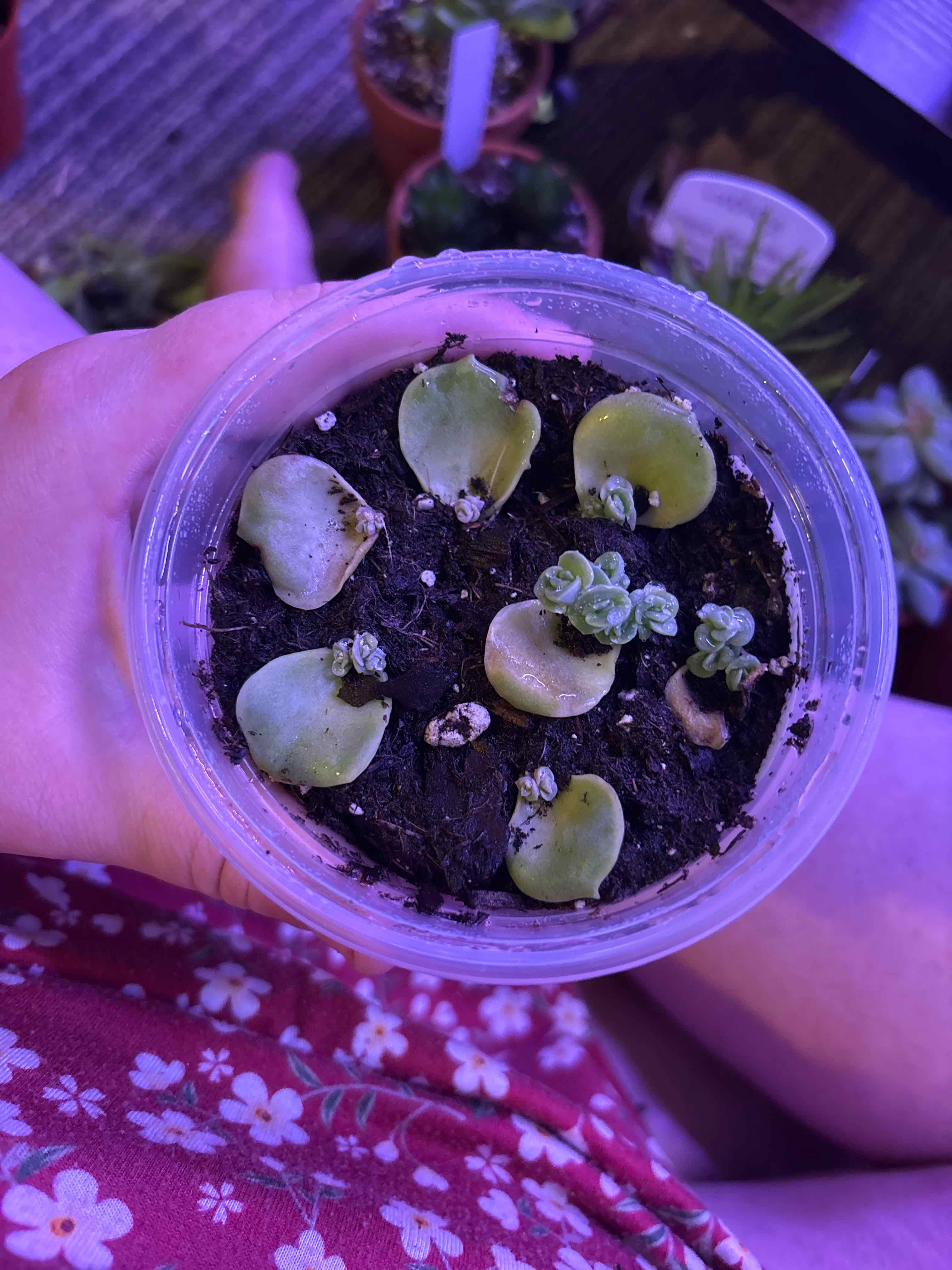 Photo of the plant species Graptoveria 'Lovely Rose' by @MainerMama17 named Juliette on Greg, the plant care app