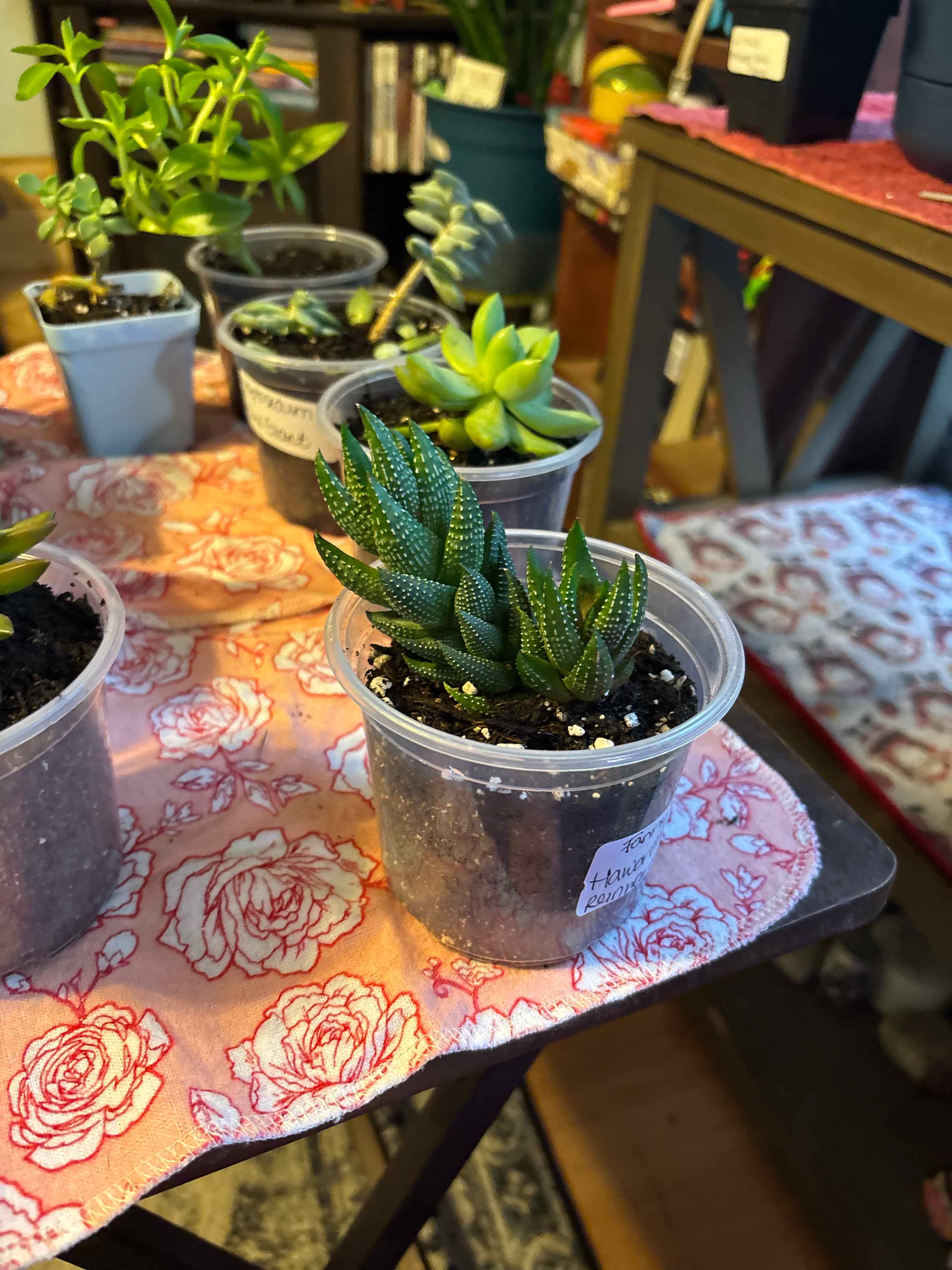 Photo of the plant species Haworthiopsis coarctata by @MainerMama17 named Fannie Mae on Greg, the plant care app