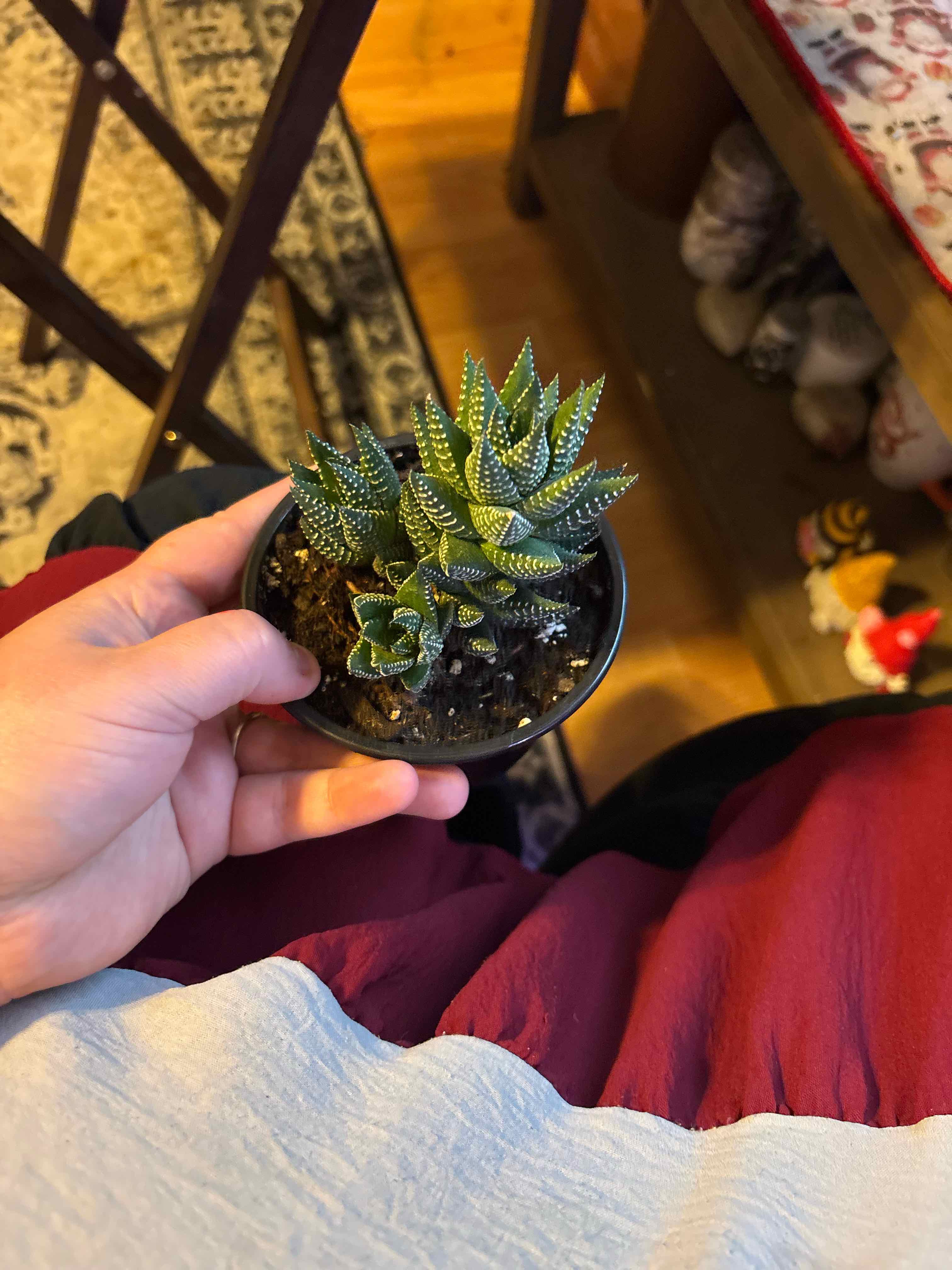 Photo of the plant species Zebra Haworthia by @MainerMama17 named Rooney on Greg, the plant care app