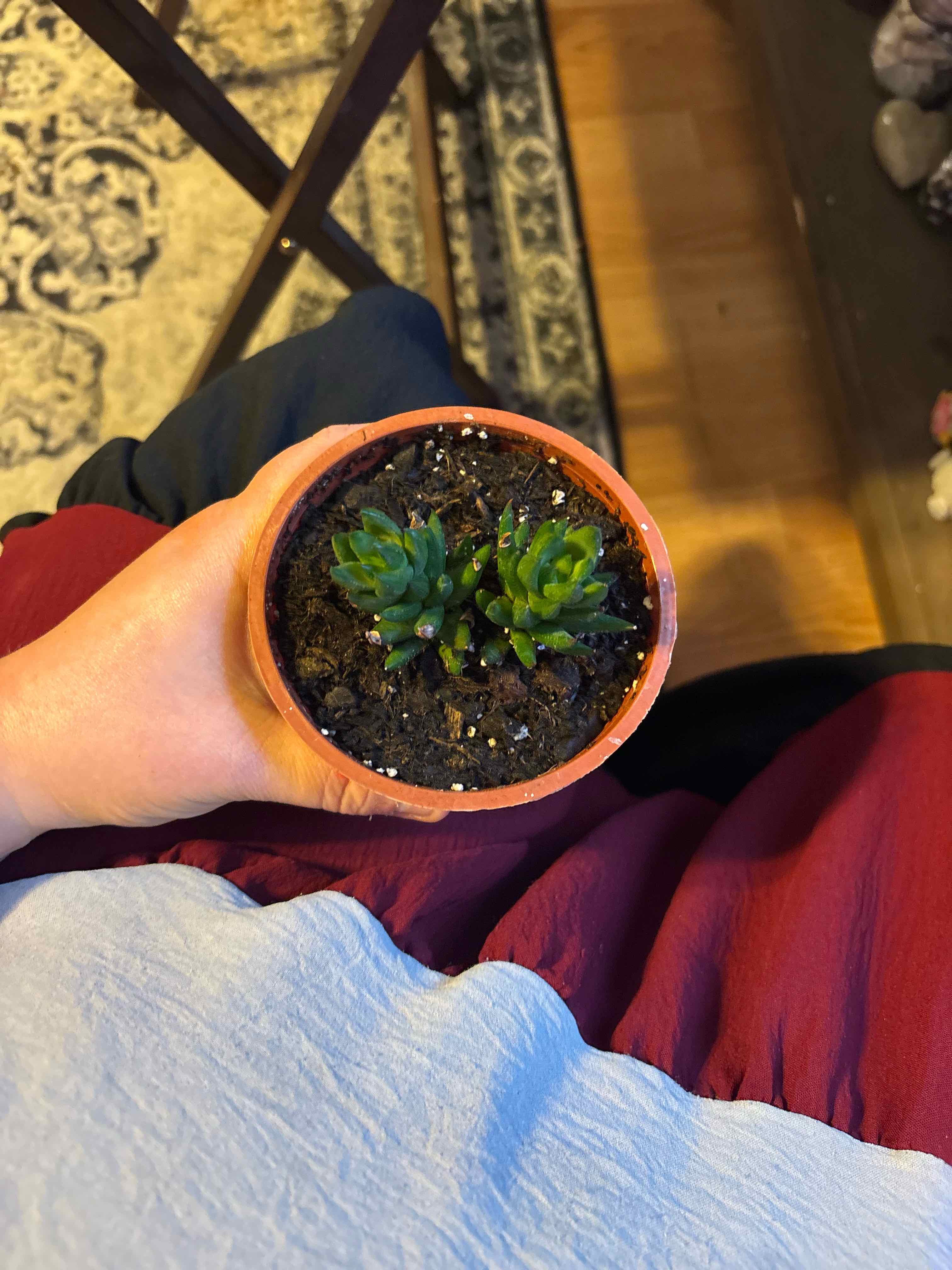 Photo of the plant species Haworthia 'Obtusa' by @MainerMama17 named Cyndle on Greg, the plant care app