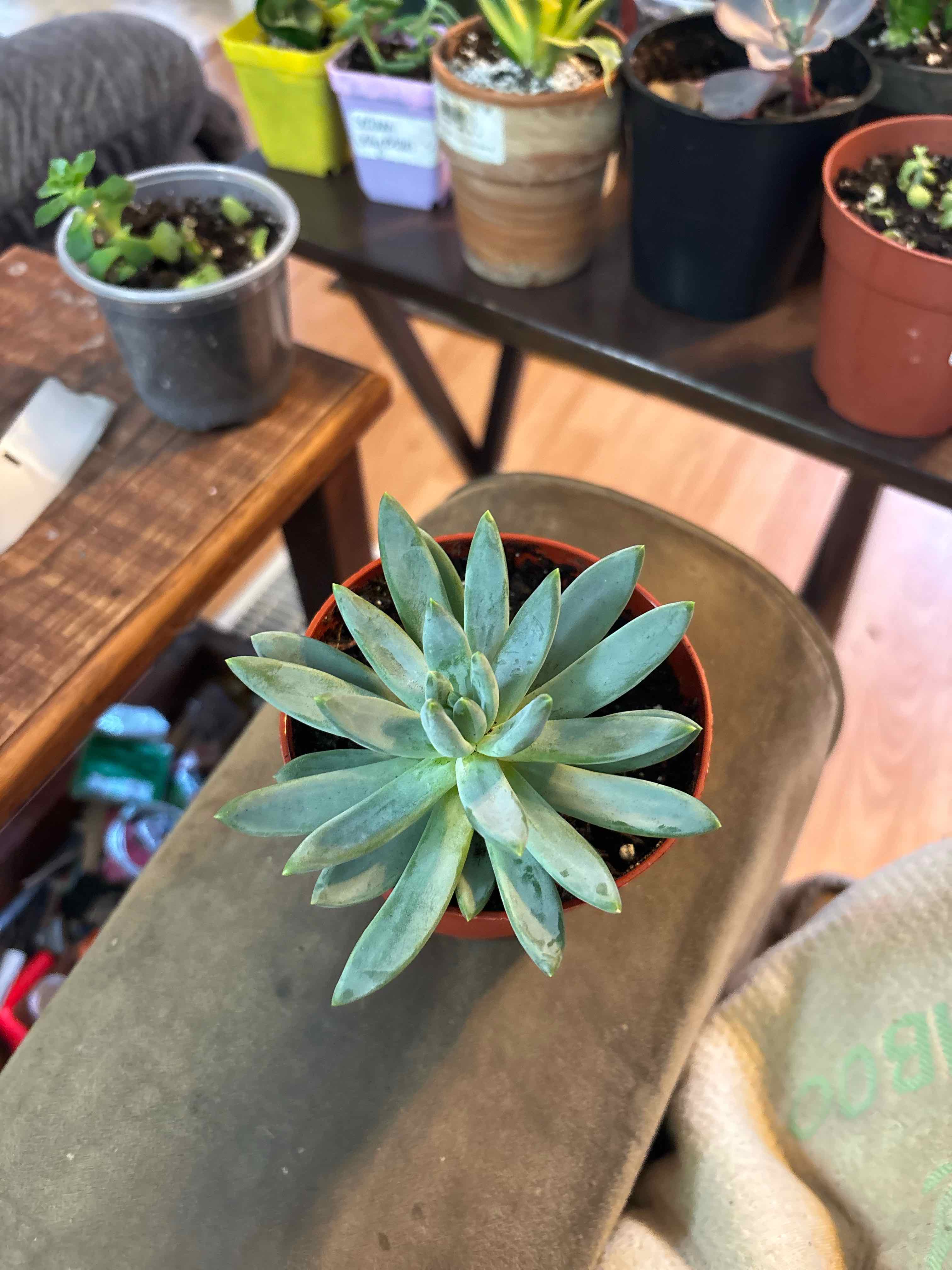 Photo of the plant species Pachysedum Frontigan by @MainerMama17 named Chanelle on Greg, the plant care app