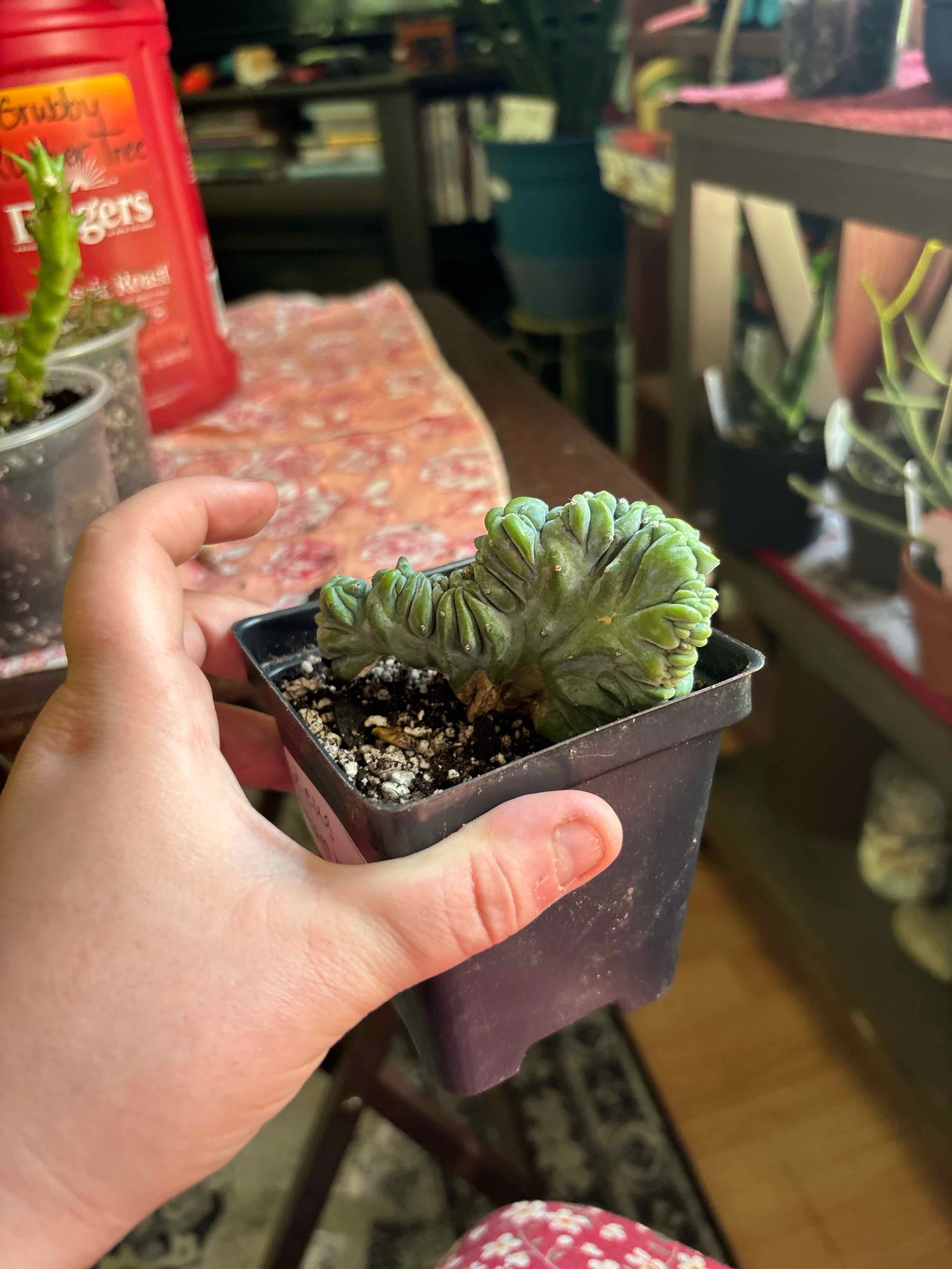 Photo of the plant species Crested Blue Flame by @MainerMama17 named Zeus on Greg, the plant care app
