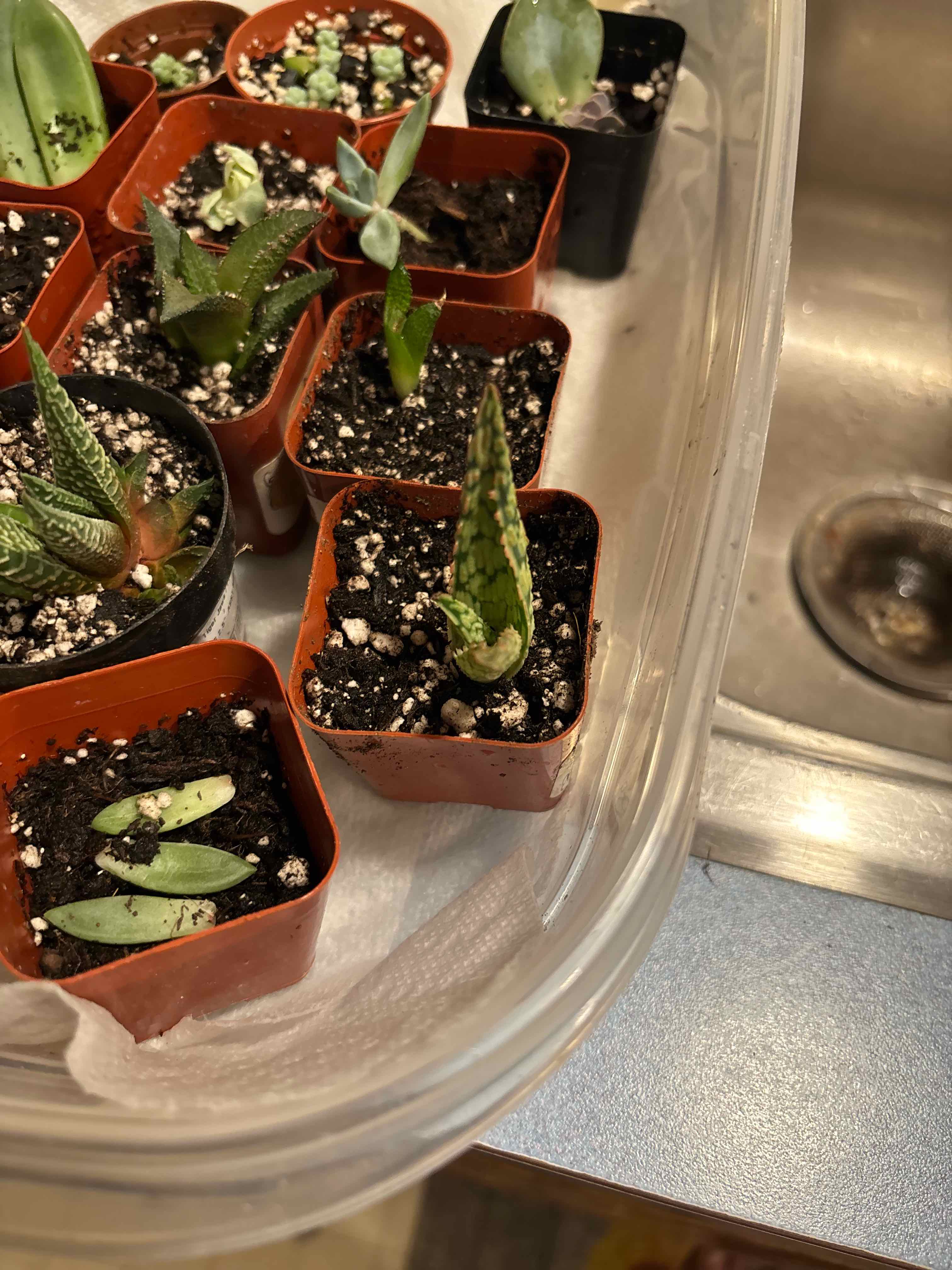 Photo of the plant species Snowflake Aloe by @MainerMama17 named Delta dawn aloe on Greg, the plant care app
