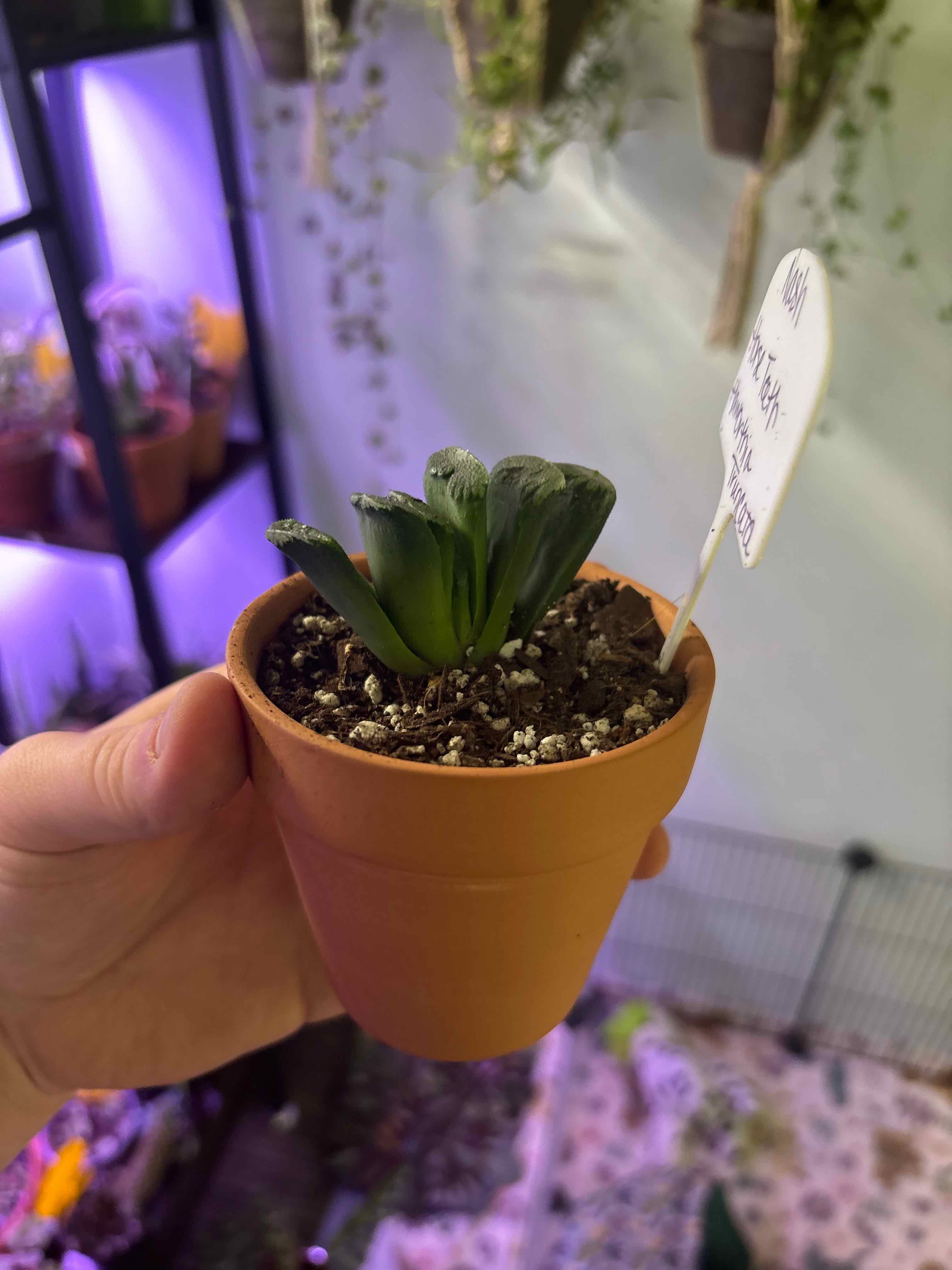 Photo of the plant species Horse's Teeth Haworthia by @MainerMama17 named Nash on Greg, the plant care app