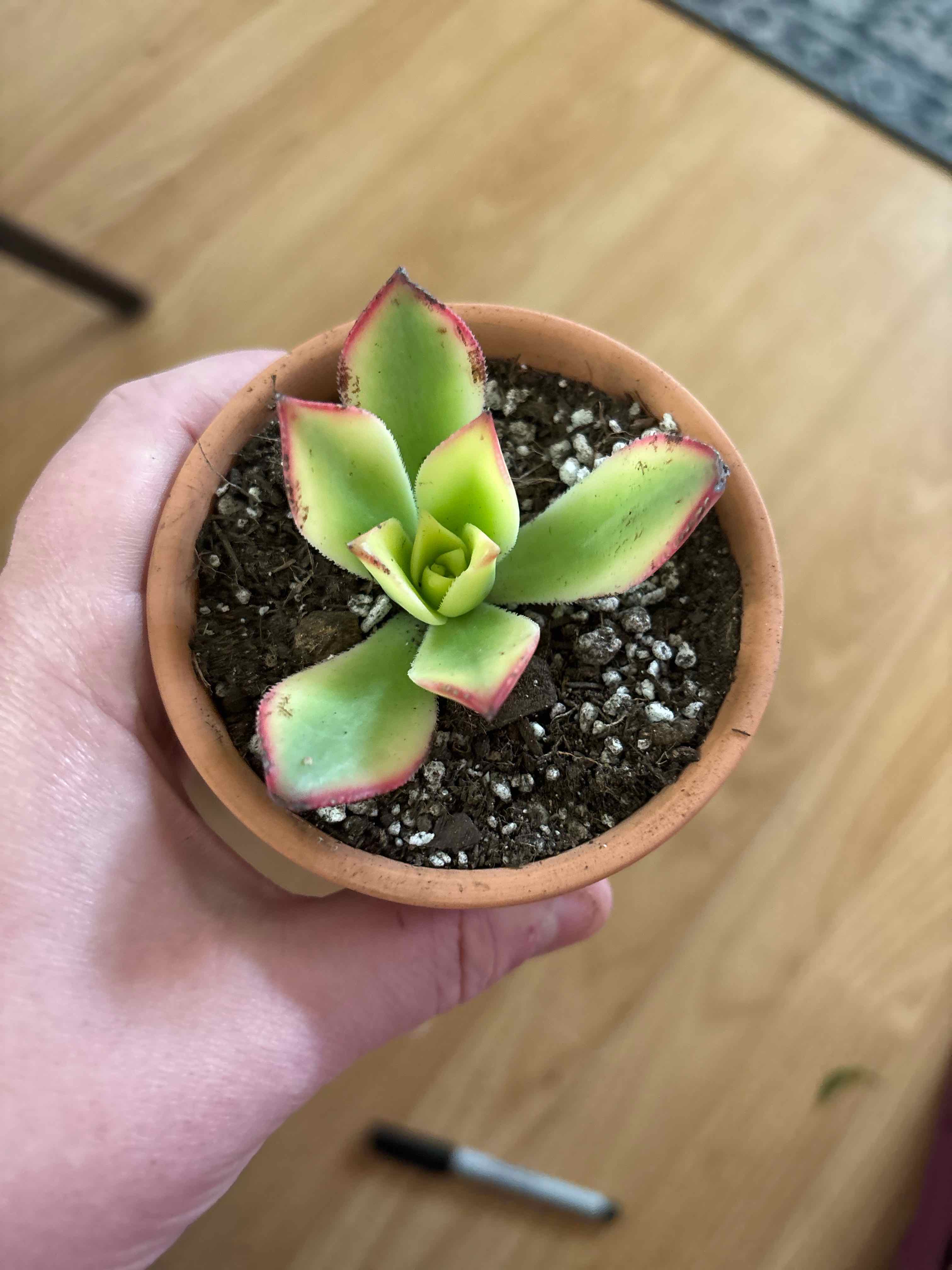 Photo of the plant species Aeonium 'Kiwi' by @MainerMama17 named Lucy on Greg, the plant care app