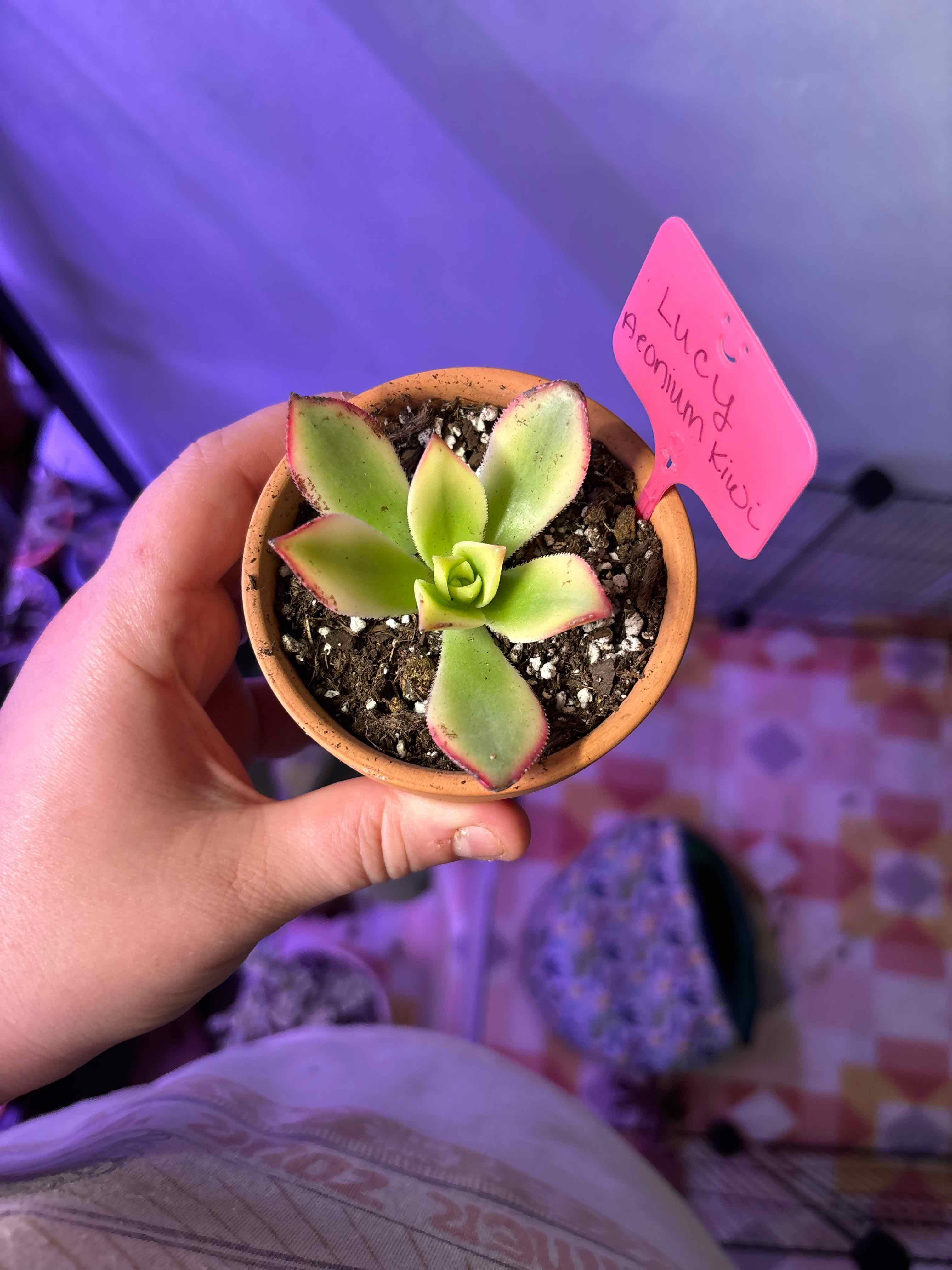 Photo of the plant species Aeonium 'Kiwi' by @MainerMama17 named Lucy on Greg, the plant care app