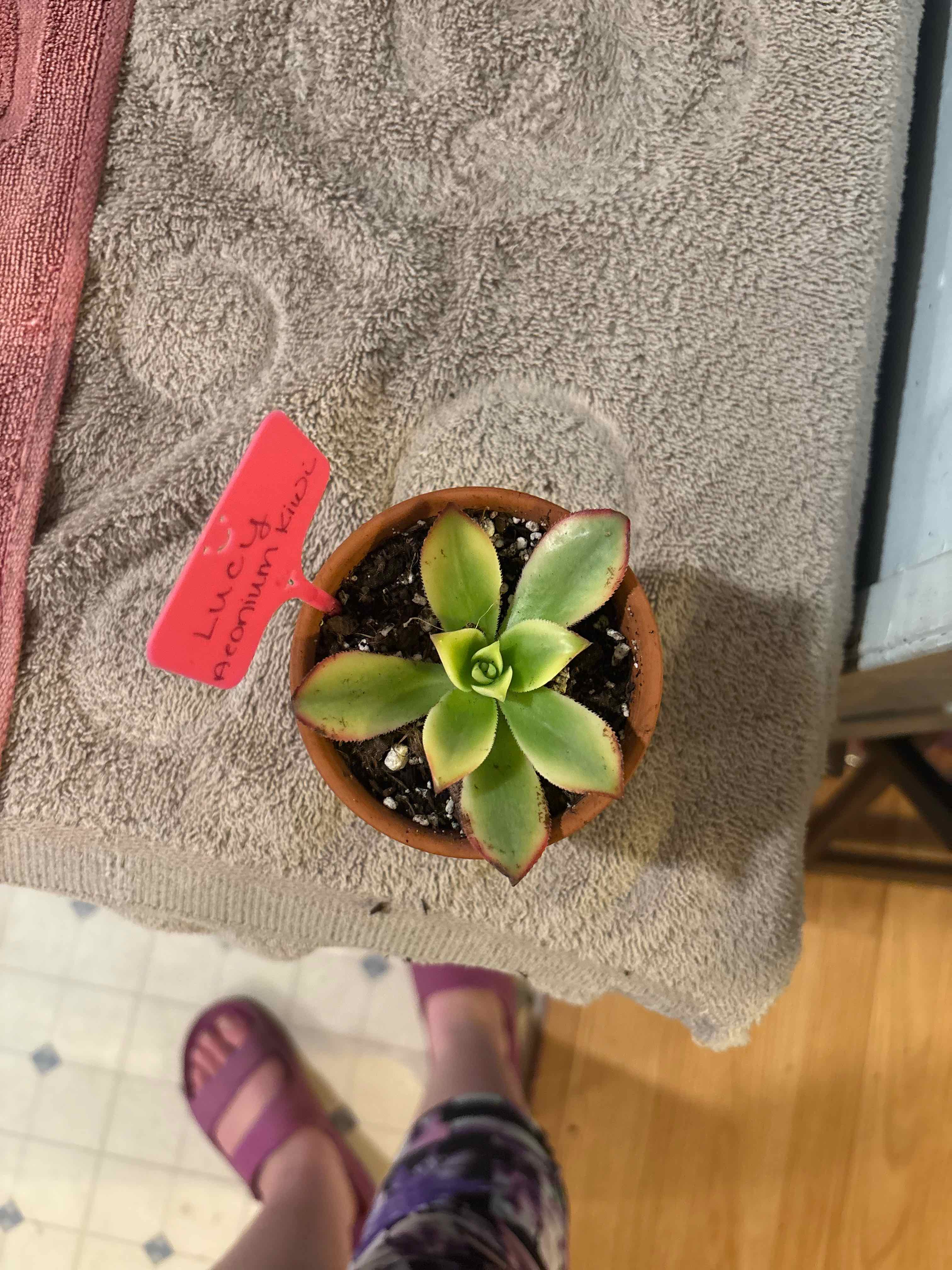 Photo of the plant species Aeonium 'Kiwi' by @MainerMama17 named Lucy on Greg, the plant care app