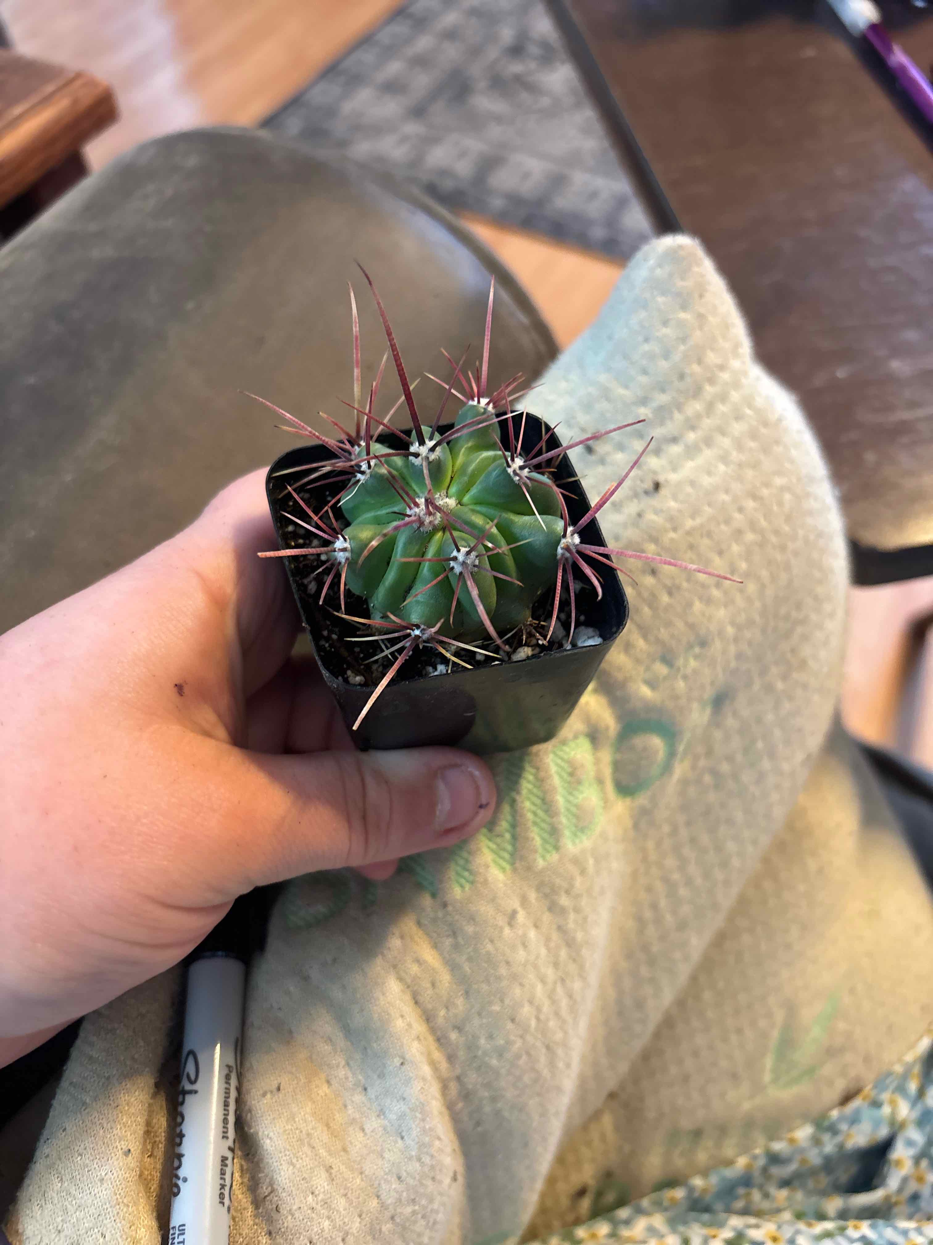 Photo of the plant species Ferocactus histrix by @MainerMama17 named Willow on Greg, the plant care app