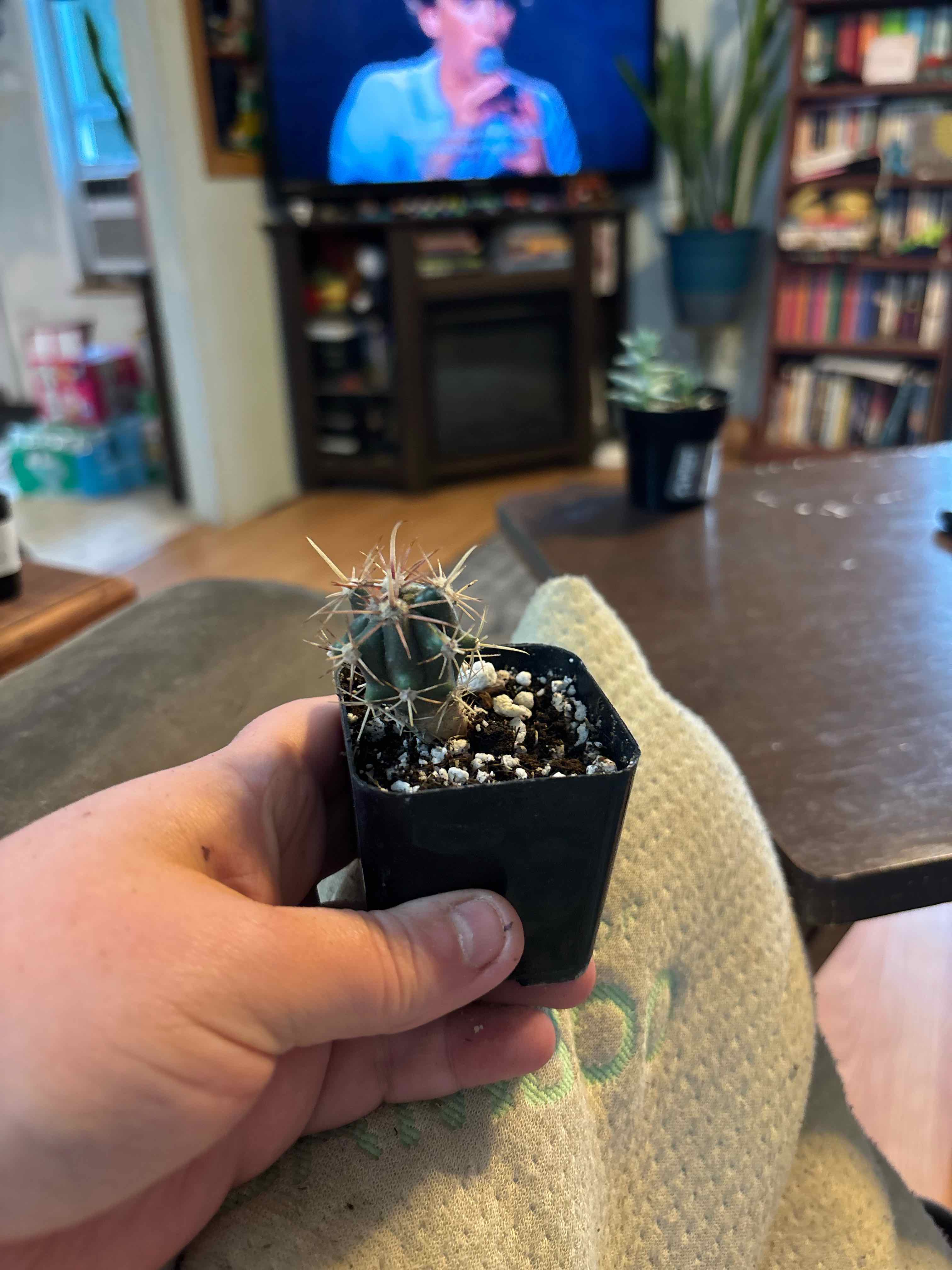 Photo of the plant species Missouri Foxtail Cactus by @MainerMama17 named Marilyn on Greg, the plant care app