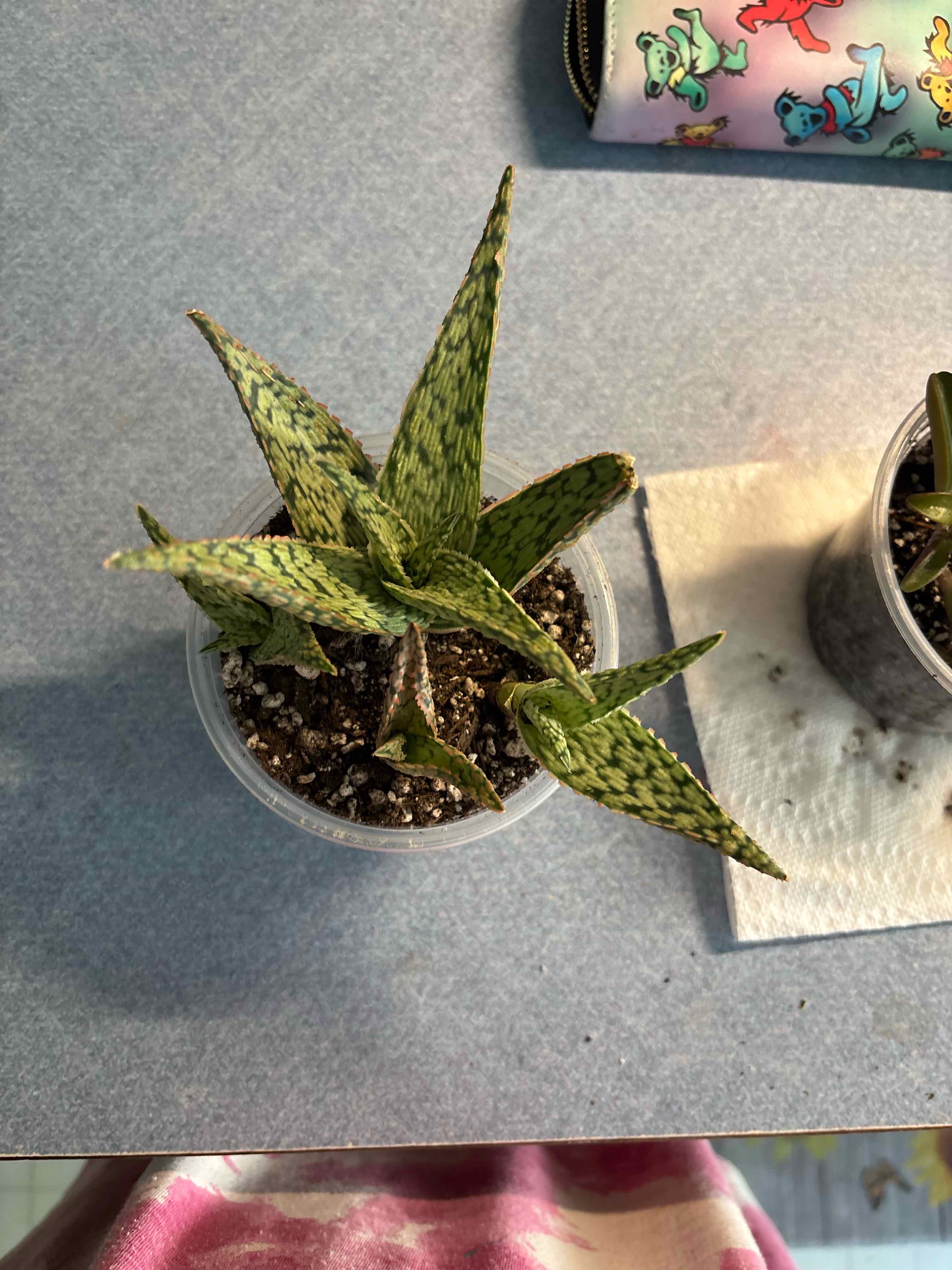 Photo of the plant species Pink Blush Aloe by @MainerMama17 named Mami on Greg, the plant care app