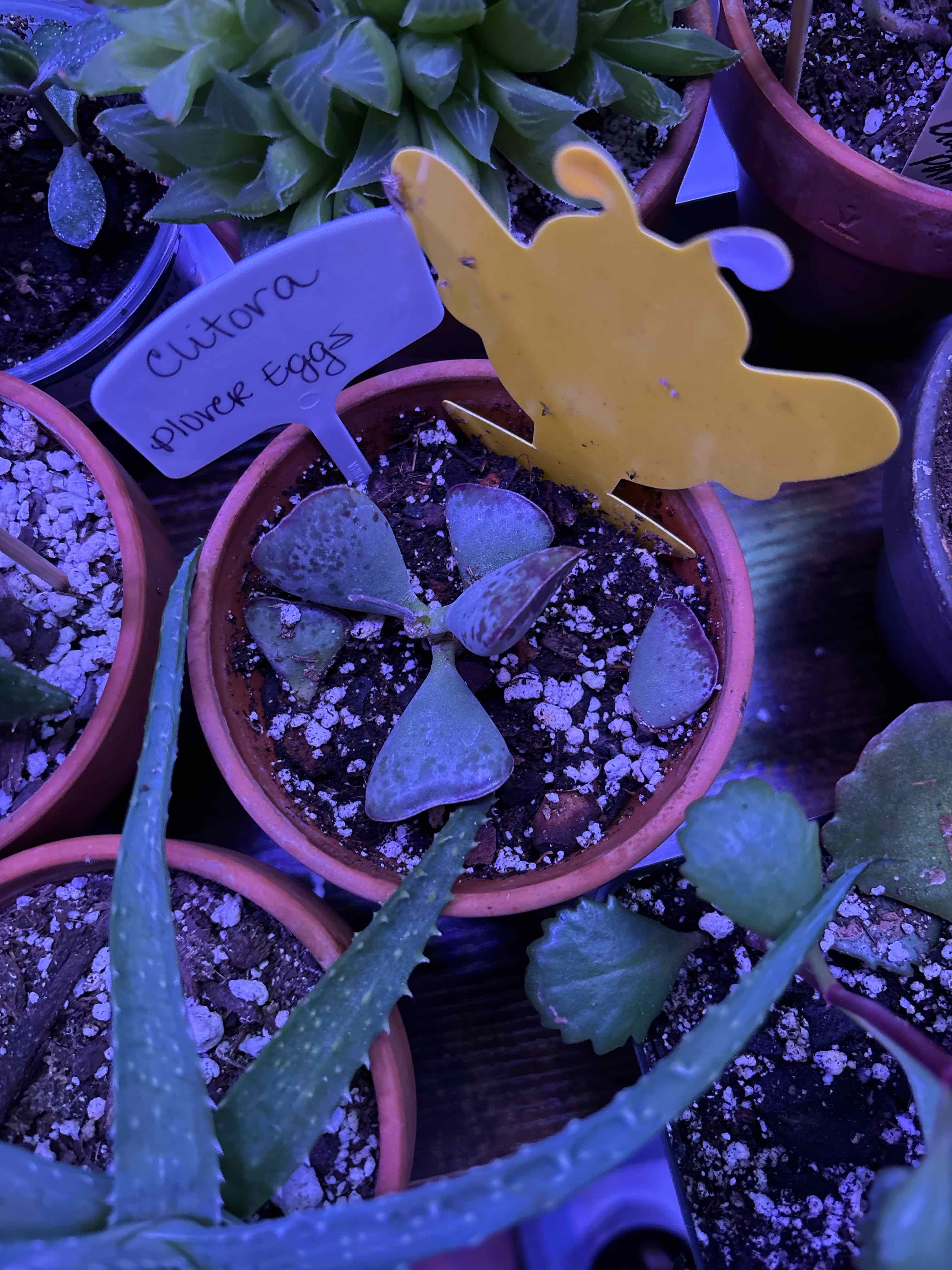 Photo of the plant species Plover Eggs Plant by @MainerMama17 named Clitora on Greg, the plant care app