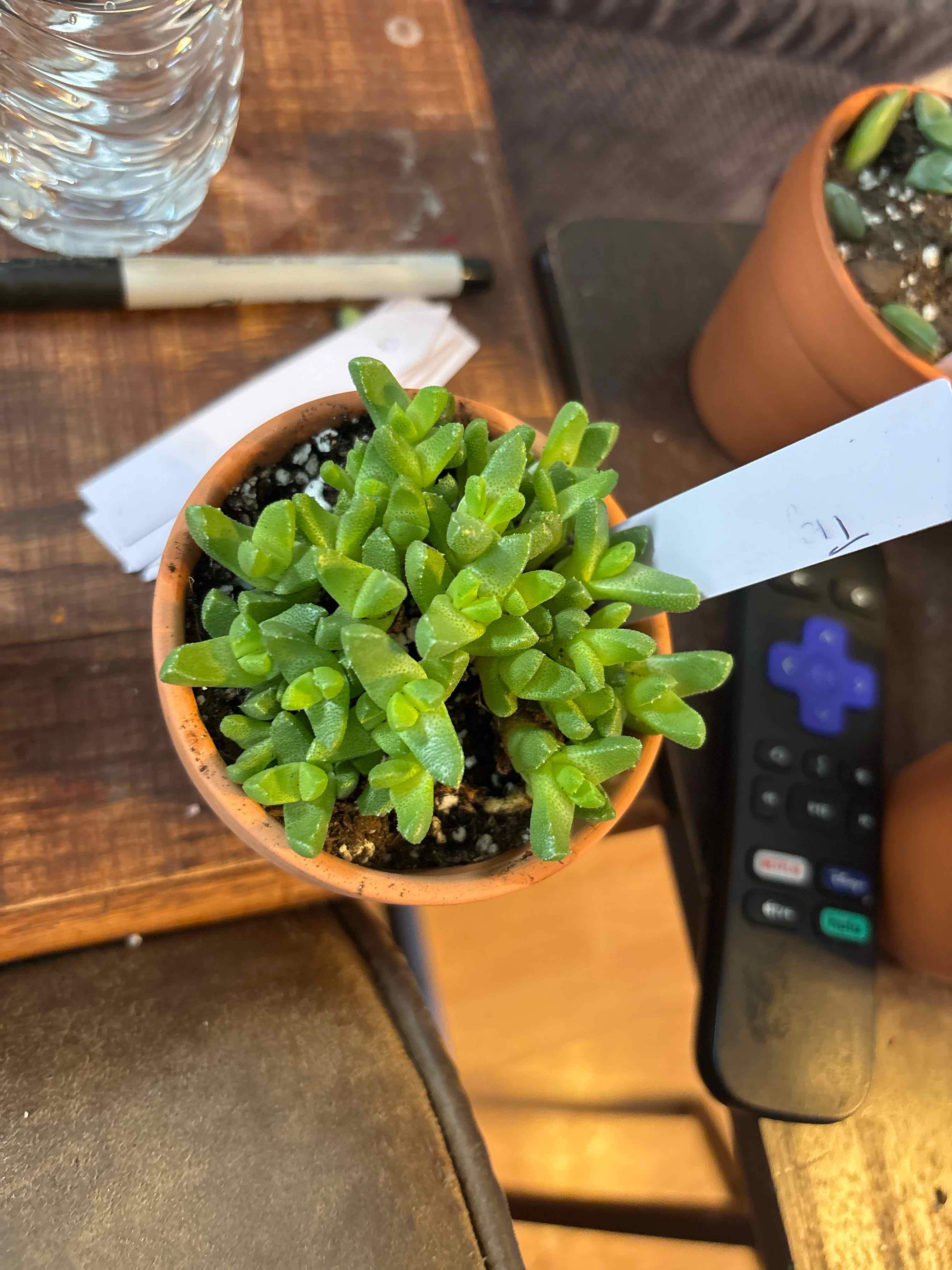 Photo of the plant species Pebbled Tiger Jaws by @MainerMama17 named Osmo on Greg, the plant care app