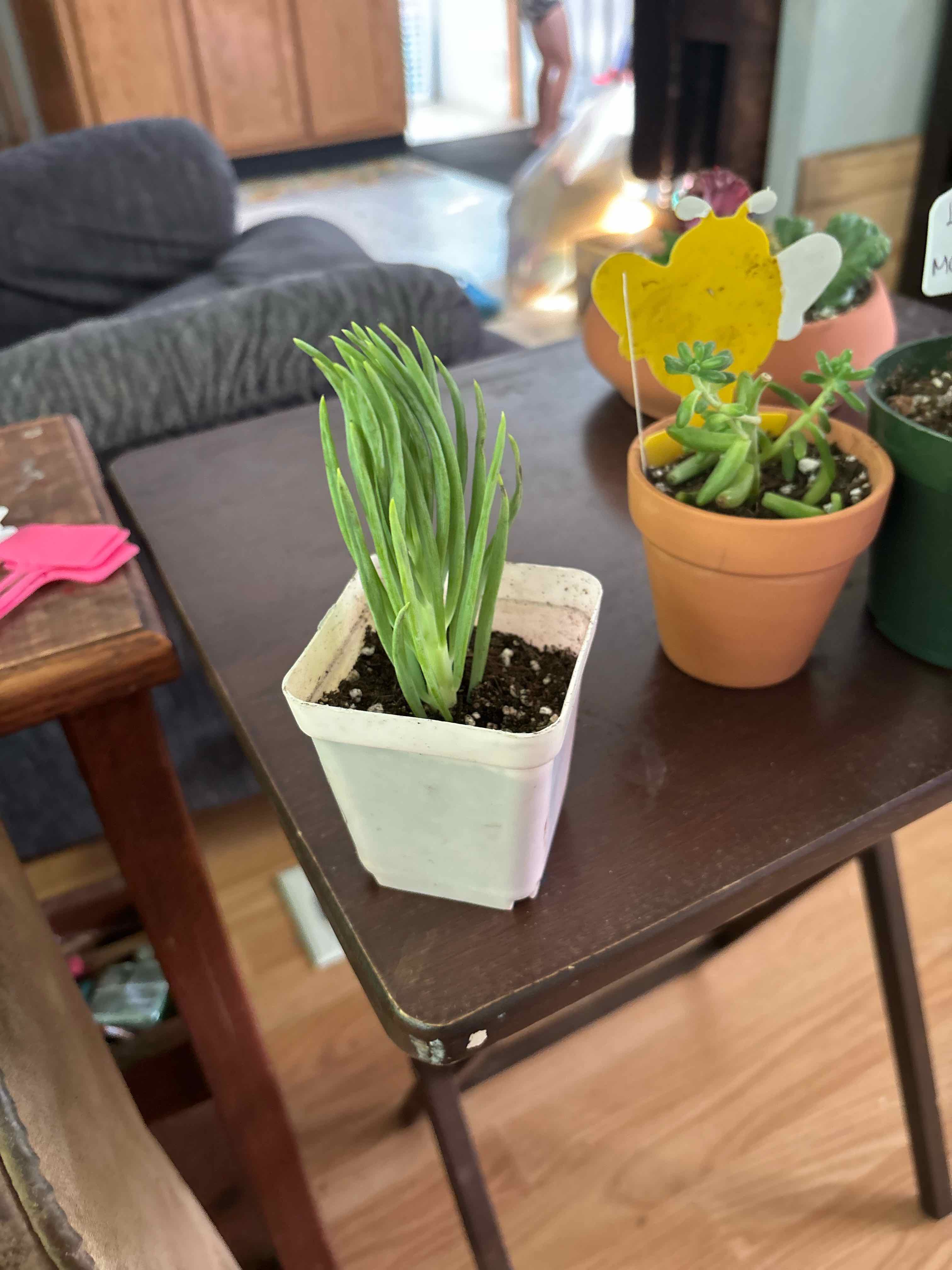 Photo of the plant species Blue Chalksticks by @MainerMama17 named Bluey on Greg, the plant care app