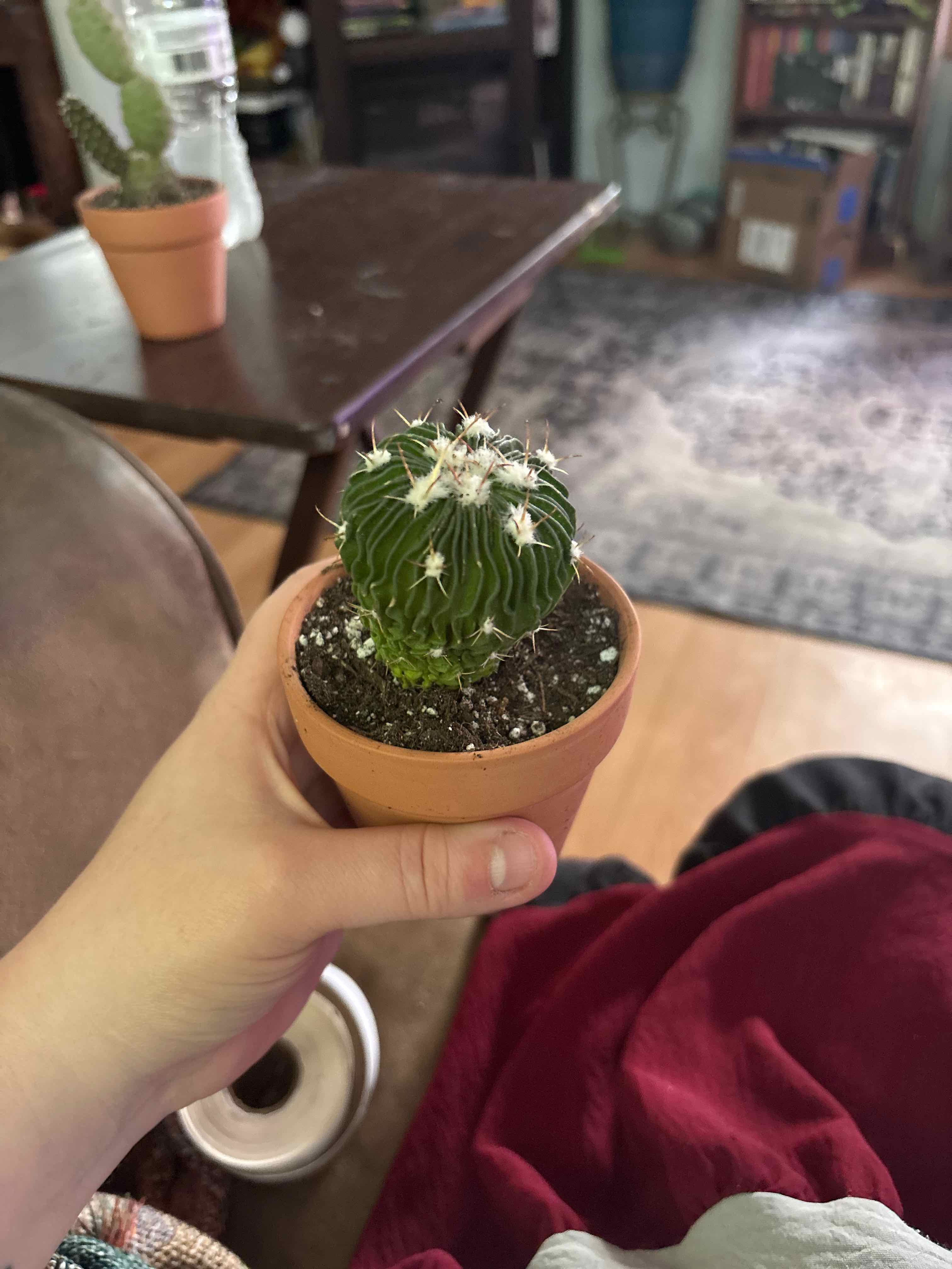 Photo of the plant species Brain Cactus by @MainerMama17 named Ace on Greg, the plant care app