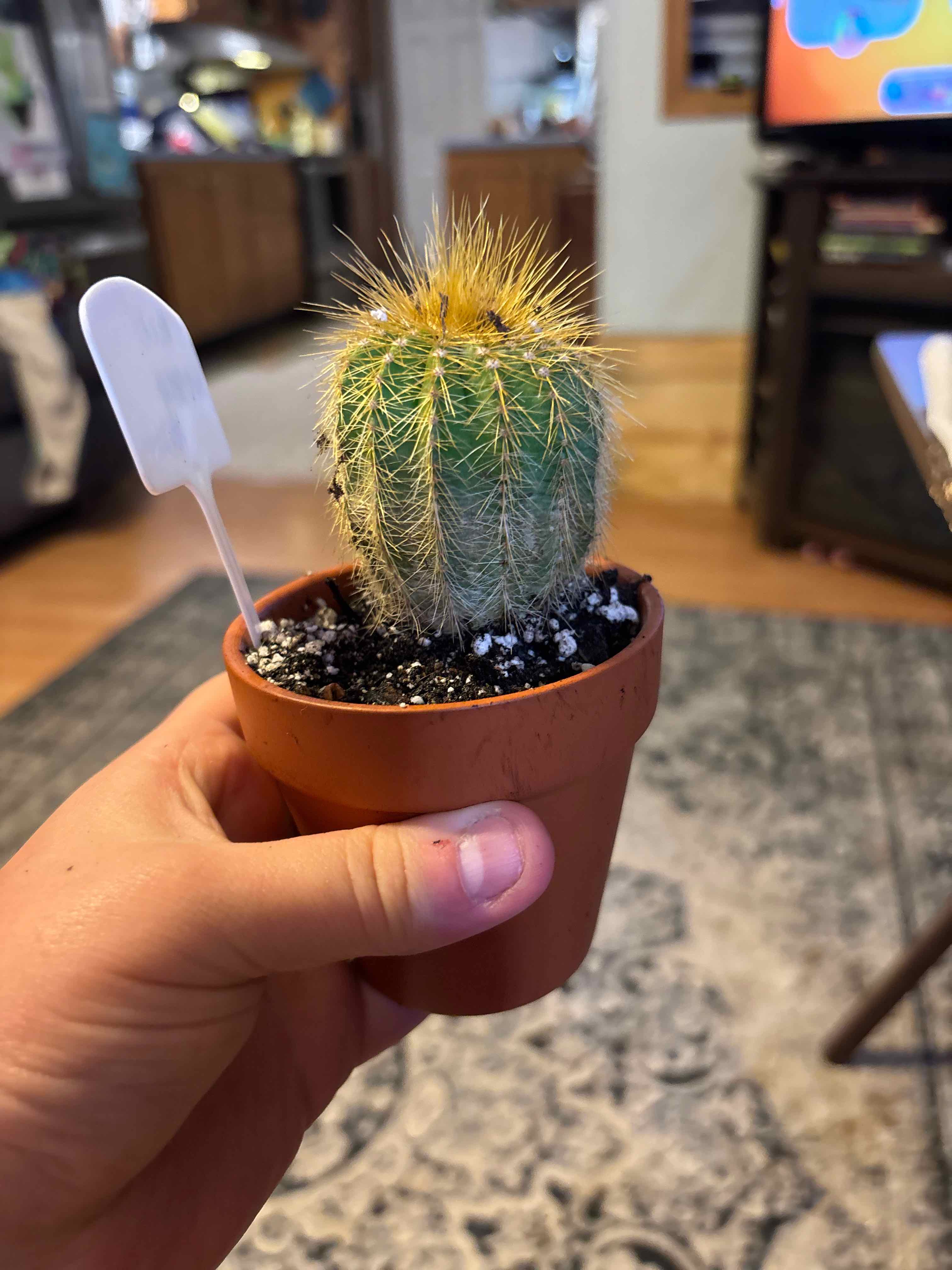 Photo of the plant species Notocactus warasii by @MainerMama17 named Kaleb on Greg, the plant care app