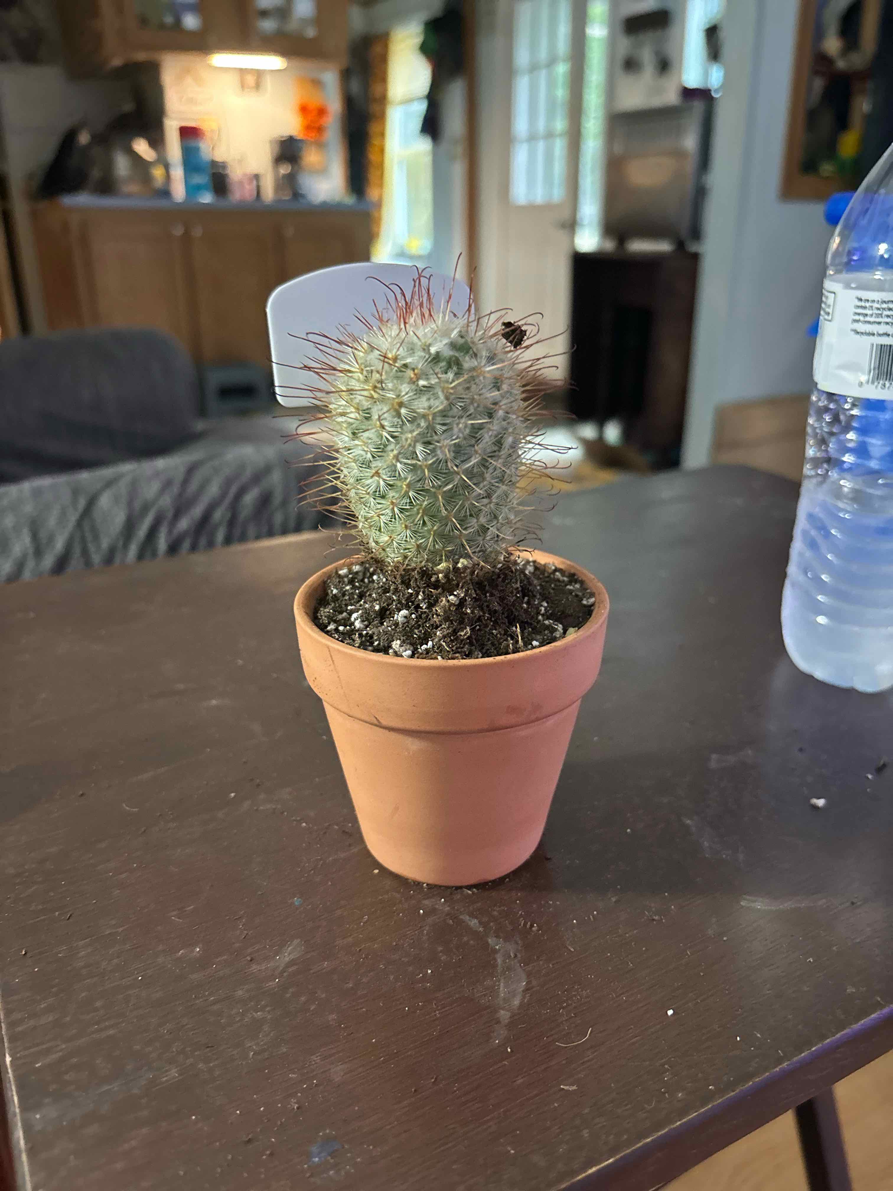 Photo of the plant species Silken Pincushion Cactus by @MainerMama17 named Eva on Greg, the plant care app
