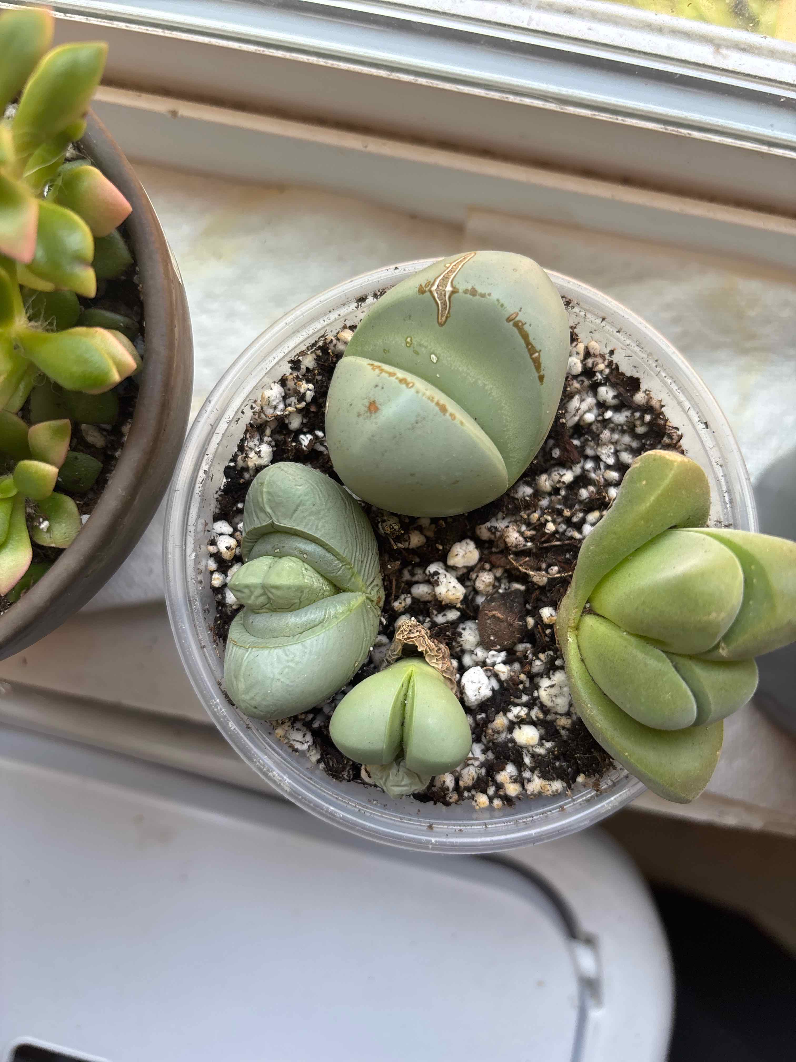 Photo of the plant species Argyroderma spp. by @MainerMama17 named Aggie on Greg, the plant care app