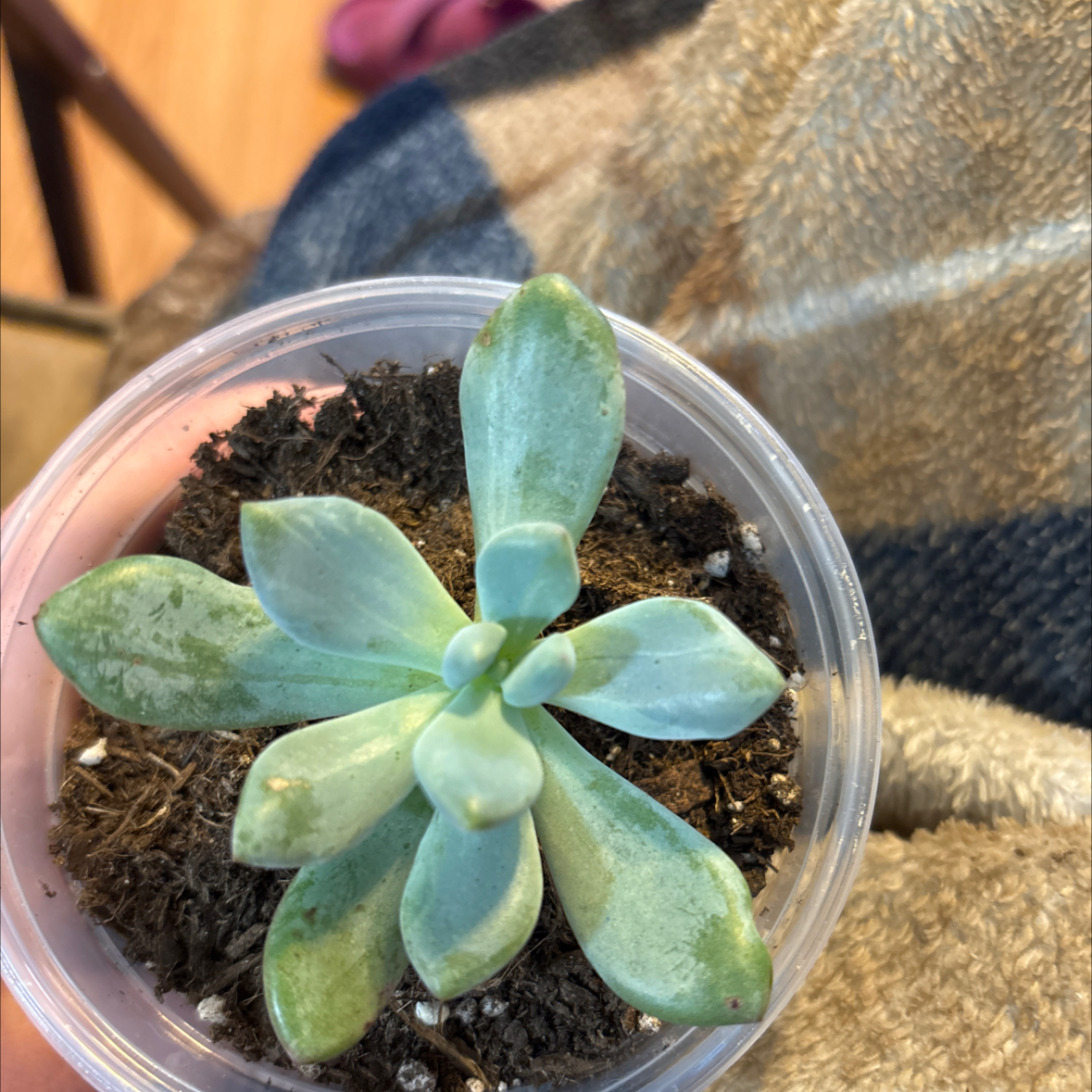 Photo of the plant species Pachyveria 'Powder Puff' by @MainerMama17 named Bubbles on Greg, the plant care app