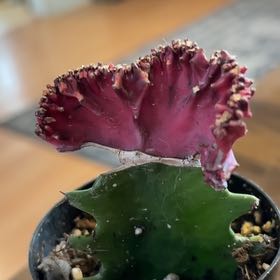 Photo of the plant species Coral Cactus by @MainerMama17 named Planty on Greg, the plant care app