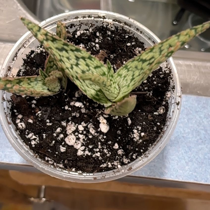 Photo of the plant species Pink Blush Aloe by @MainerMama17 named Sol on Greg, the plant care app