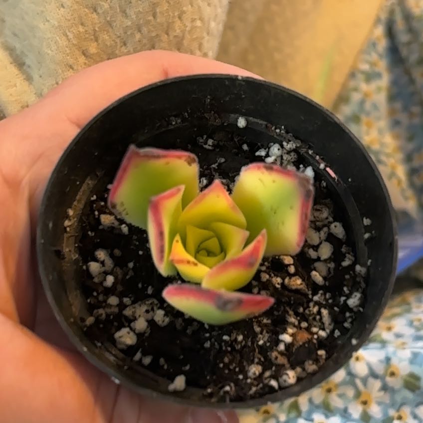 Photo of the plant species Aeonium 'Kiwi' by @MainerMama17 named Lucy on Greg, the plant care app