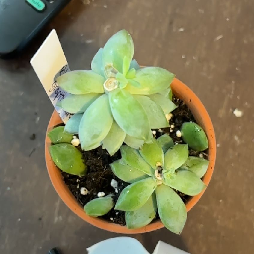 Photo of the plant species Graptosedum 'Blue Giant' by @MainerMama17 named Marley on Greg, the plant care app
