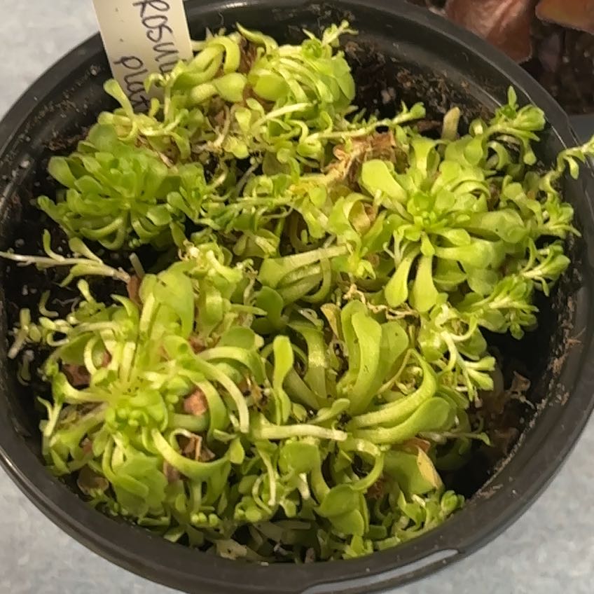 Photo of the plant species Rosularia platyphylla by @MainerMama17 named Delilah on Greg, the plant care app