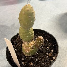 Photo of the plant species Pine Cone Cactus by @MainerMama17 named Scarlett on Greg, the plant care app