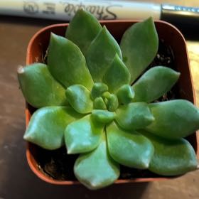 Photo of the plant species Echeveria Ron Evans by @MainerMama17 named Aristotle on Greg, the plant care app