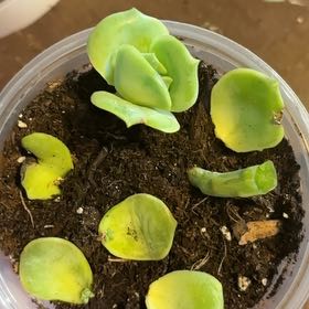 Photo of the plant species Graptoveria 'Lovely Rose' by @MainerMama17 named Juliette on Greg, the plant care app