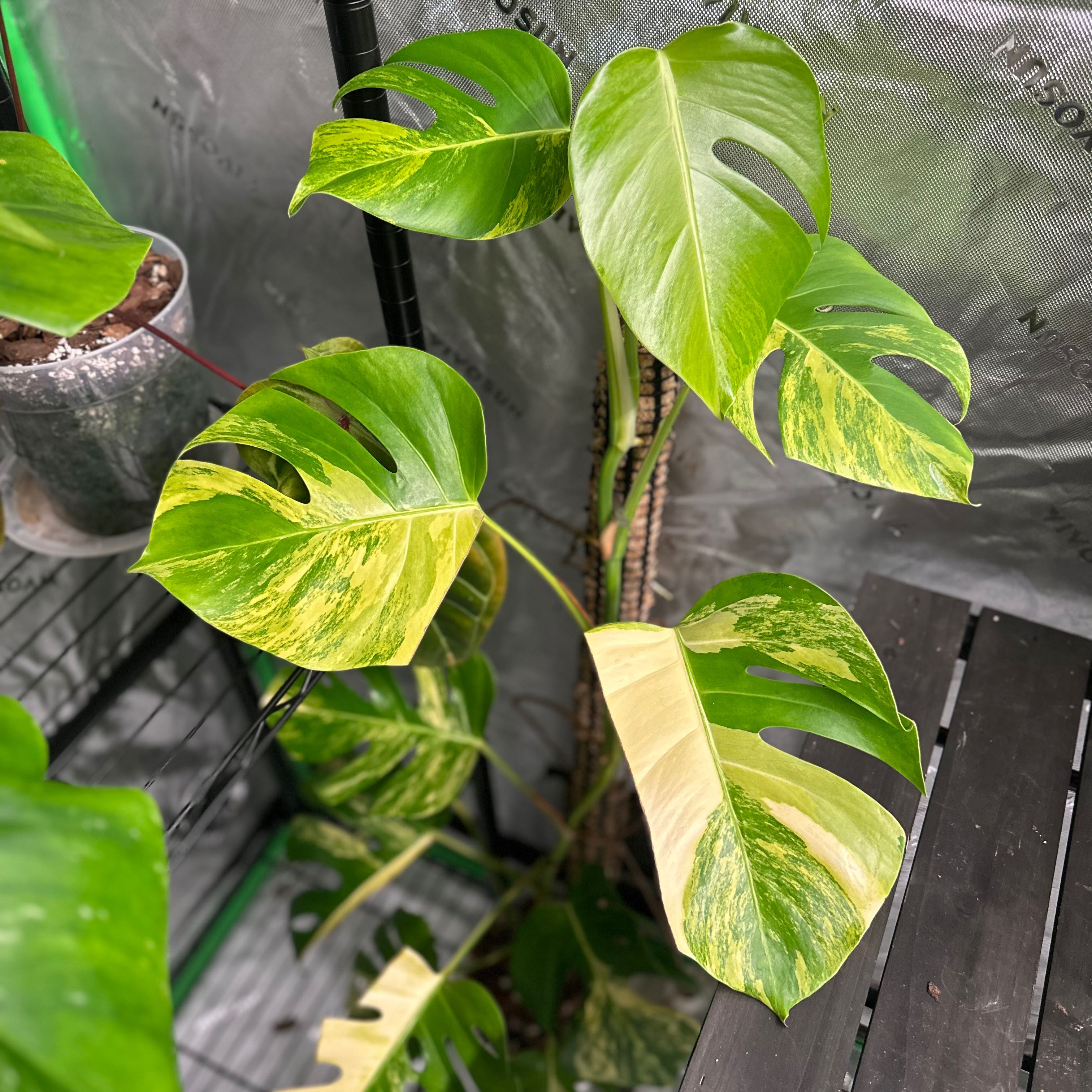 Photo of the plant species yellow variegated monstera by @EmergingLoquat named Scarlett on Greg, the plant care app