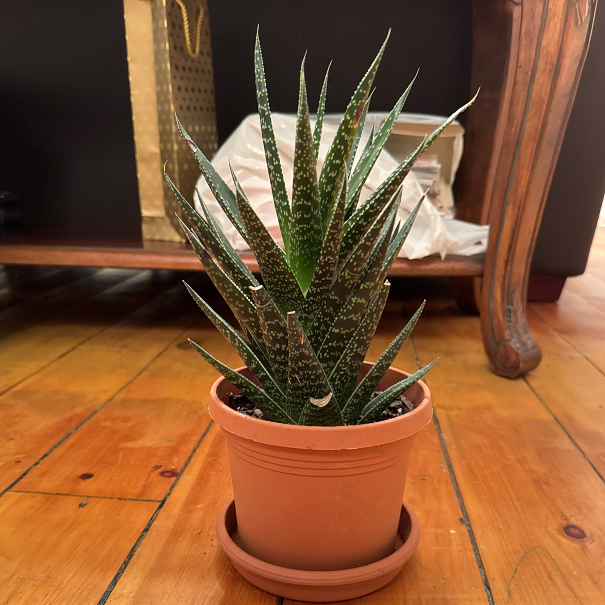 Photo of the plant species Gasteraloe 'Apollo' by @SucculentWeed named Zeus on Greg, the plant care app