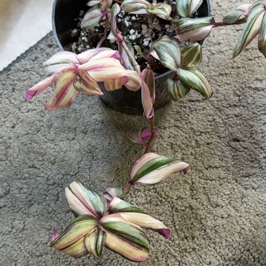 Photo of the plant species Tradescantia Zebrina by @PrinceRiberry9 named Xena on Greg, the plant care app