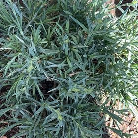 Photo of the plant species Dianthus 'Fruit Punch Classic Coral' by @MirandasOasis named Lavender on Greg, the plant care app