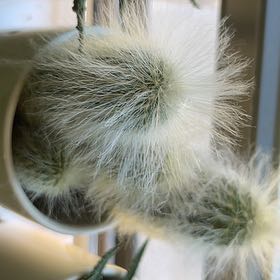 Photo of the plant species Scheuchzer's Cottongrass by @DustAndGrace named Cotton on Greg, the plant care app