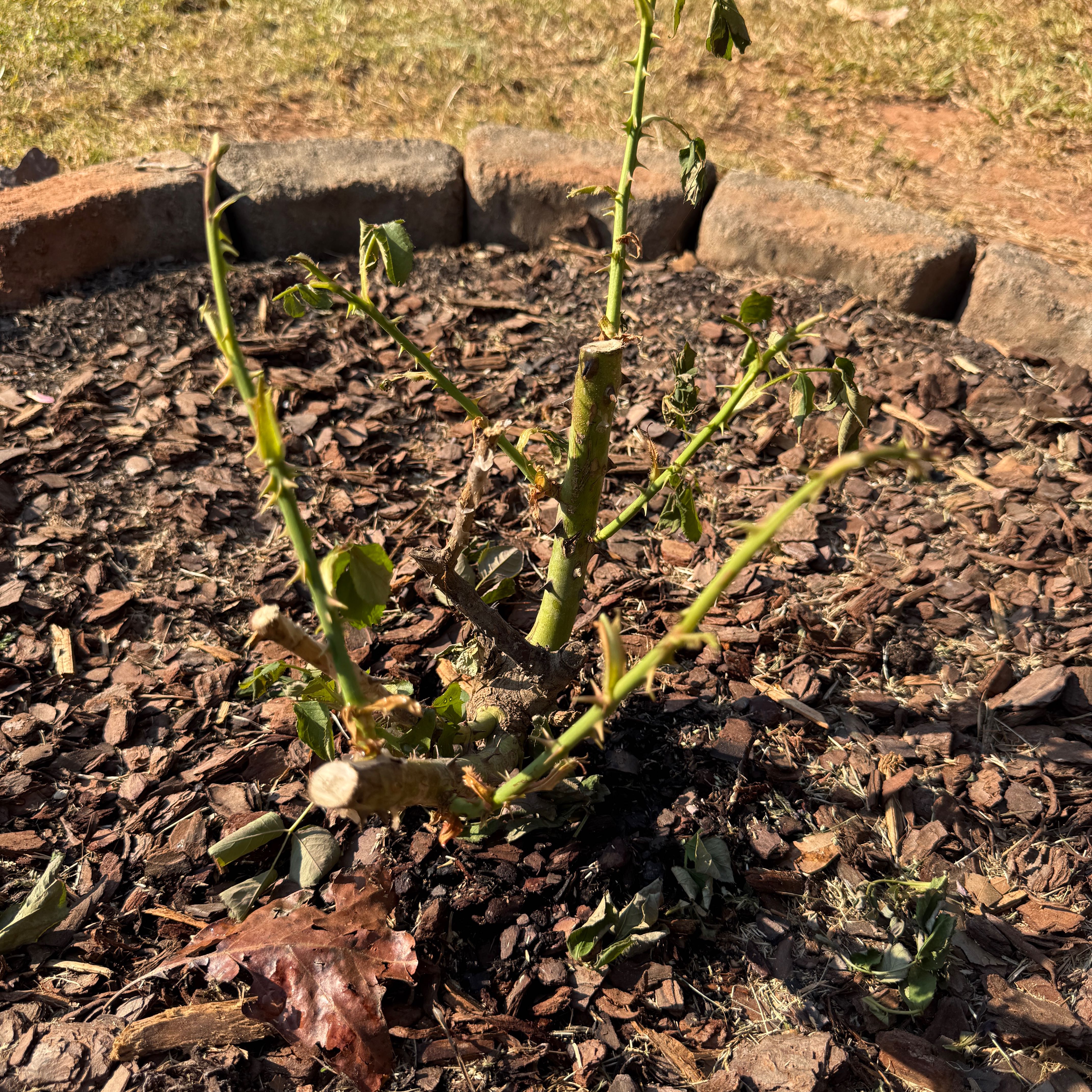 Photo of the plant species Francis Meilland Rose by @SirHarebell64 named Apollo on Greg, the plant care app