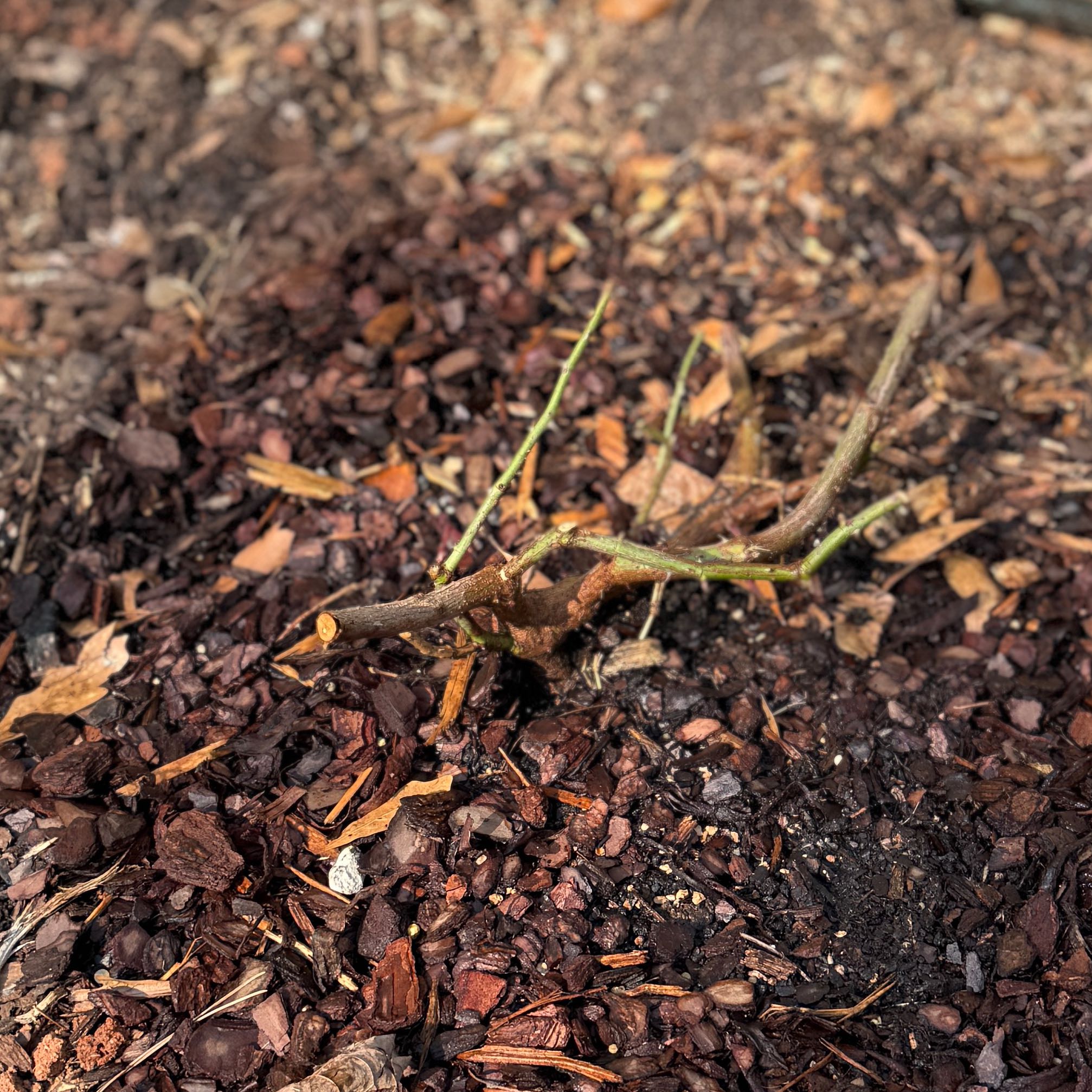 Photo of the plant species Coral Knock Out Rose by @SirHarebell64 named ChloroPhil on Greg, the plant care app